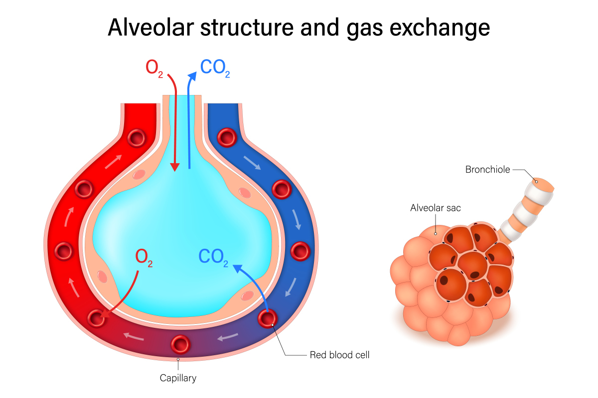 Structural Elucidation of Compound 1: A Chain Compound with Multiple Unsaturated Bonds and Carboxylic Acid Moieties