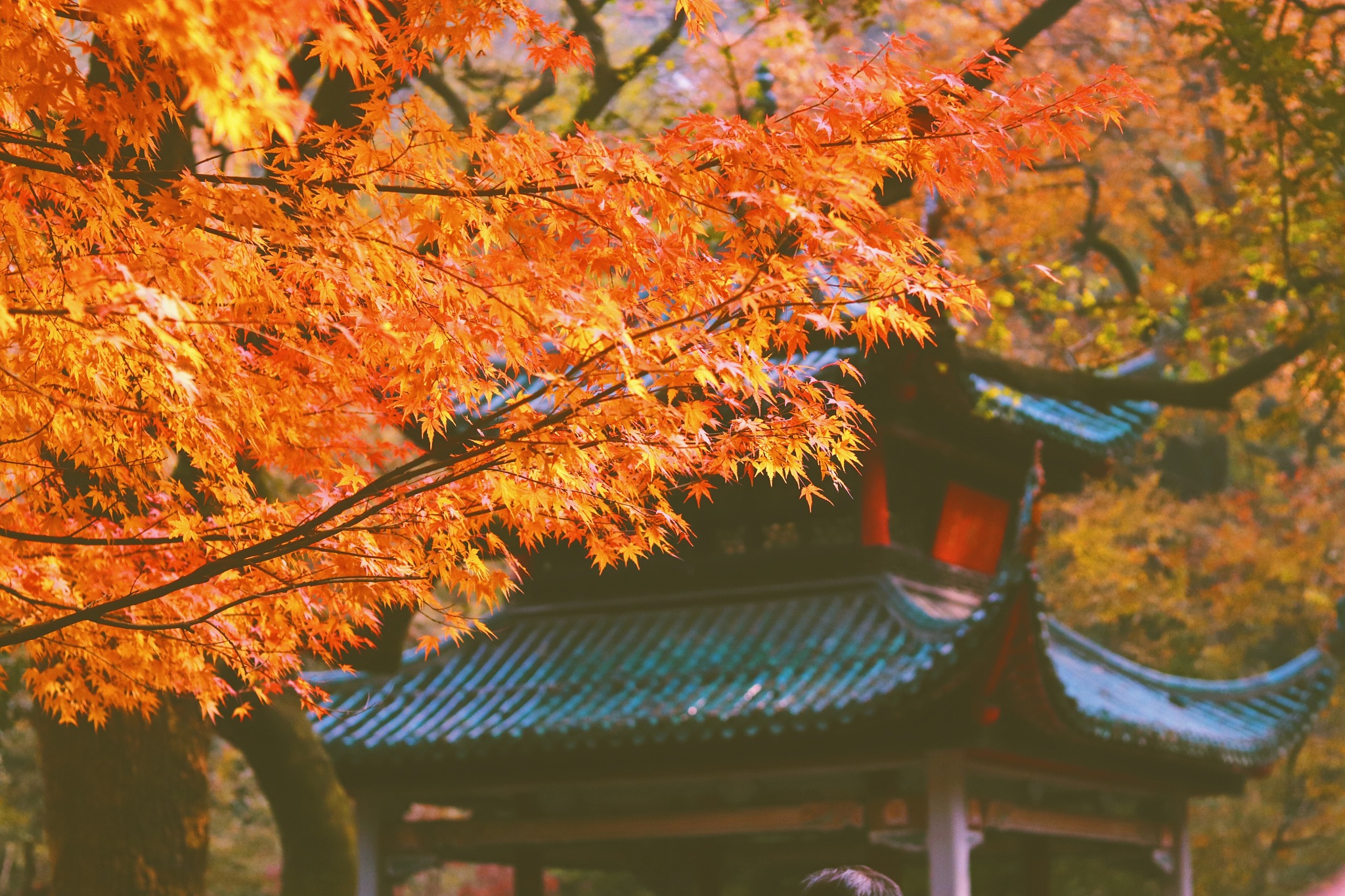 普陀山秋景：悠扬与悲壮的交响曲