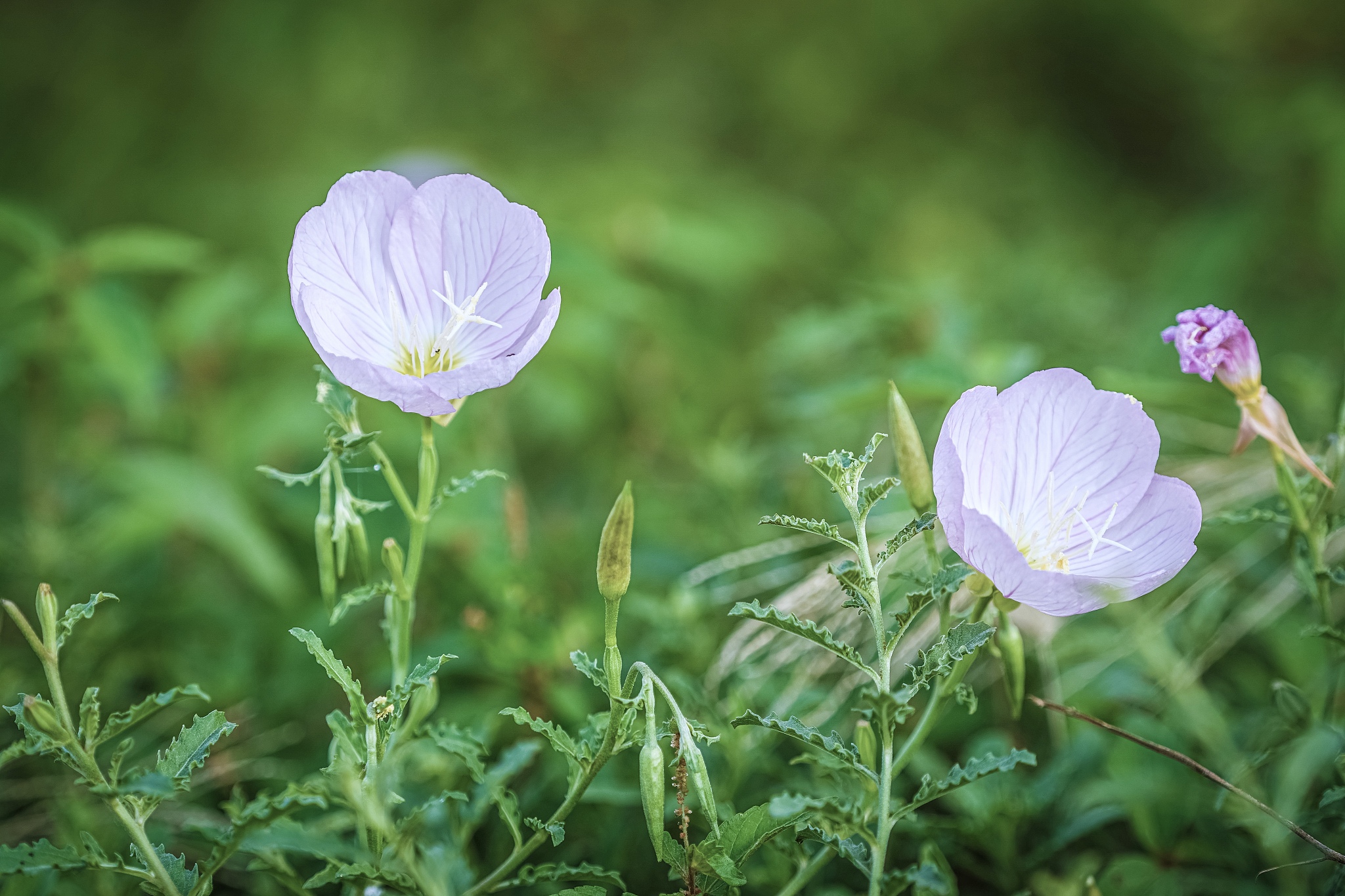 <strong>好看</strong>的花