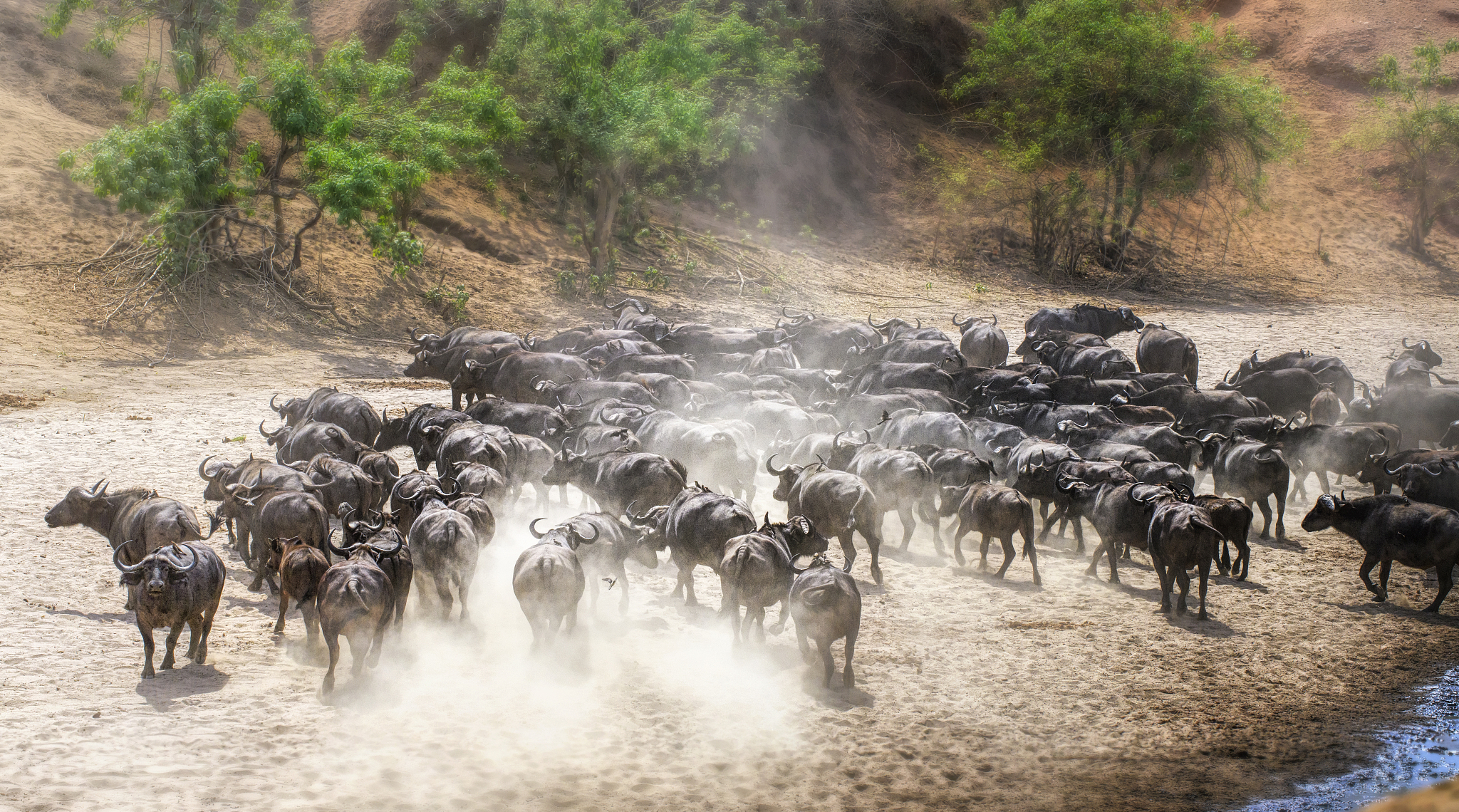 herd of cape buffalo running back uphill at chitake springs, man