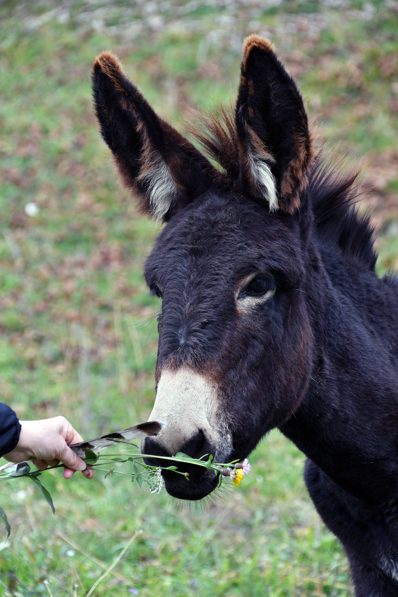 the donkey