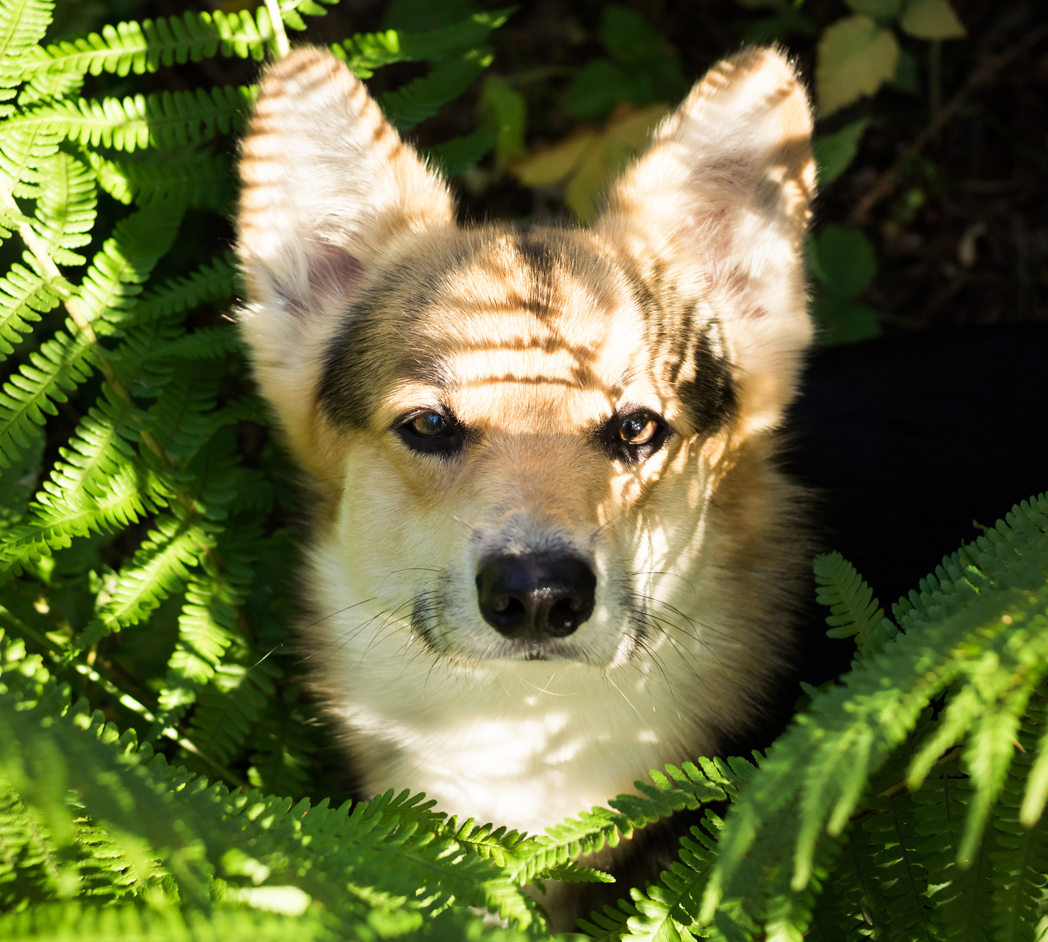 Breed Sex	Height	WeightCardigan Welsh Corgi Male	11 – 13	38lbsCardigan Welsh Corgi Female	10 – 12	33lbsPembroke Welsh Corgi Male	10 – 12	30lbsPembroke Welsh Corgi Female	9 – 11	25lbs