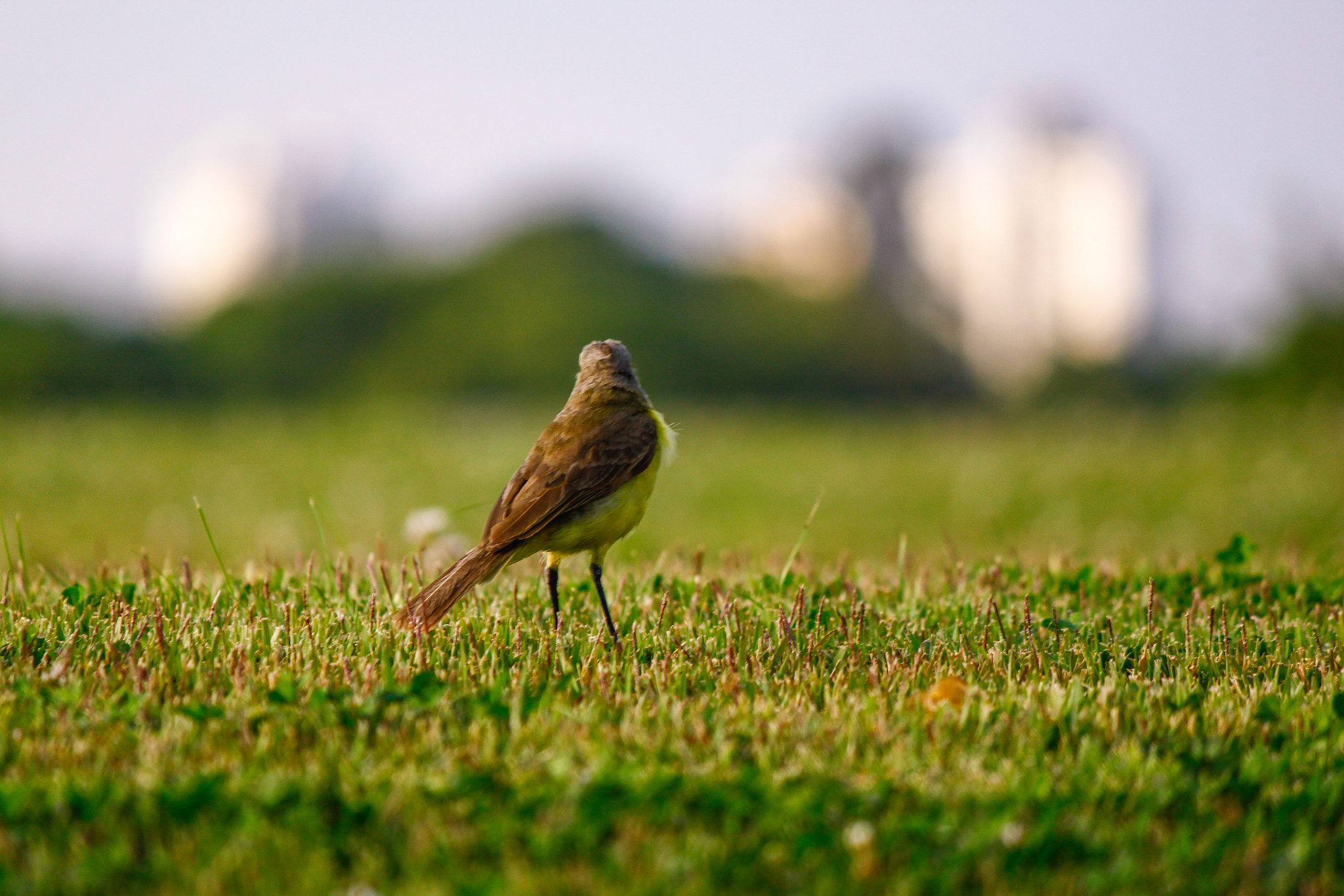 passaro bem-te-vi feeds the lawn.