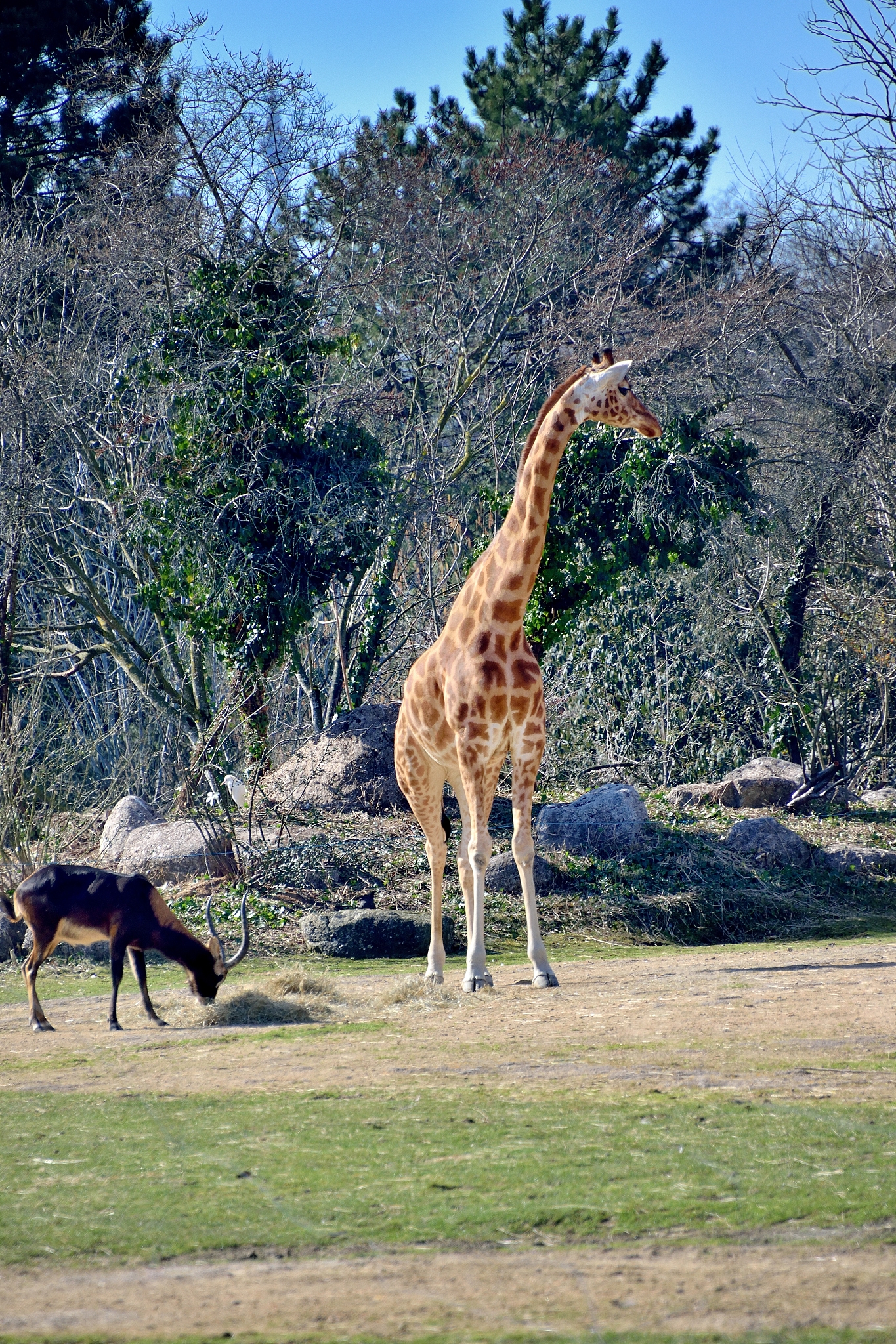lyon, giraffe in the zoo of the tête d'or park, public urban pa