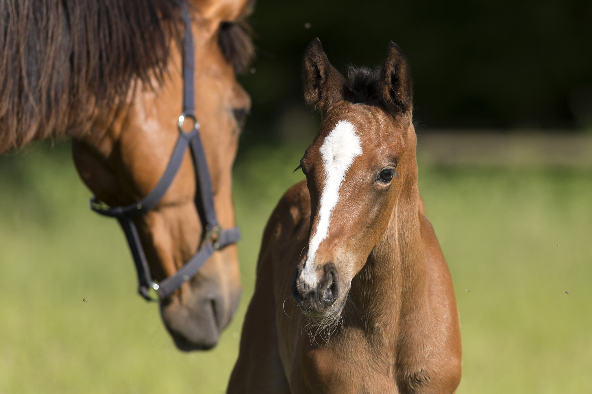 whole blood horse