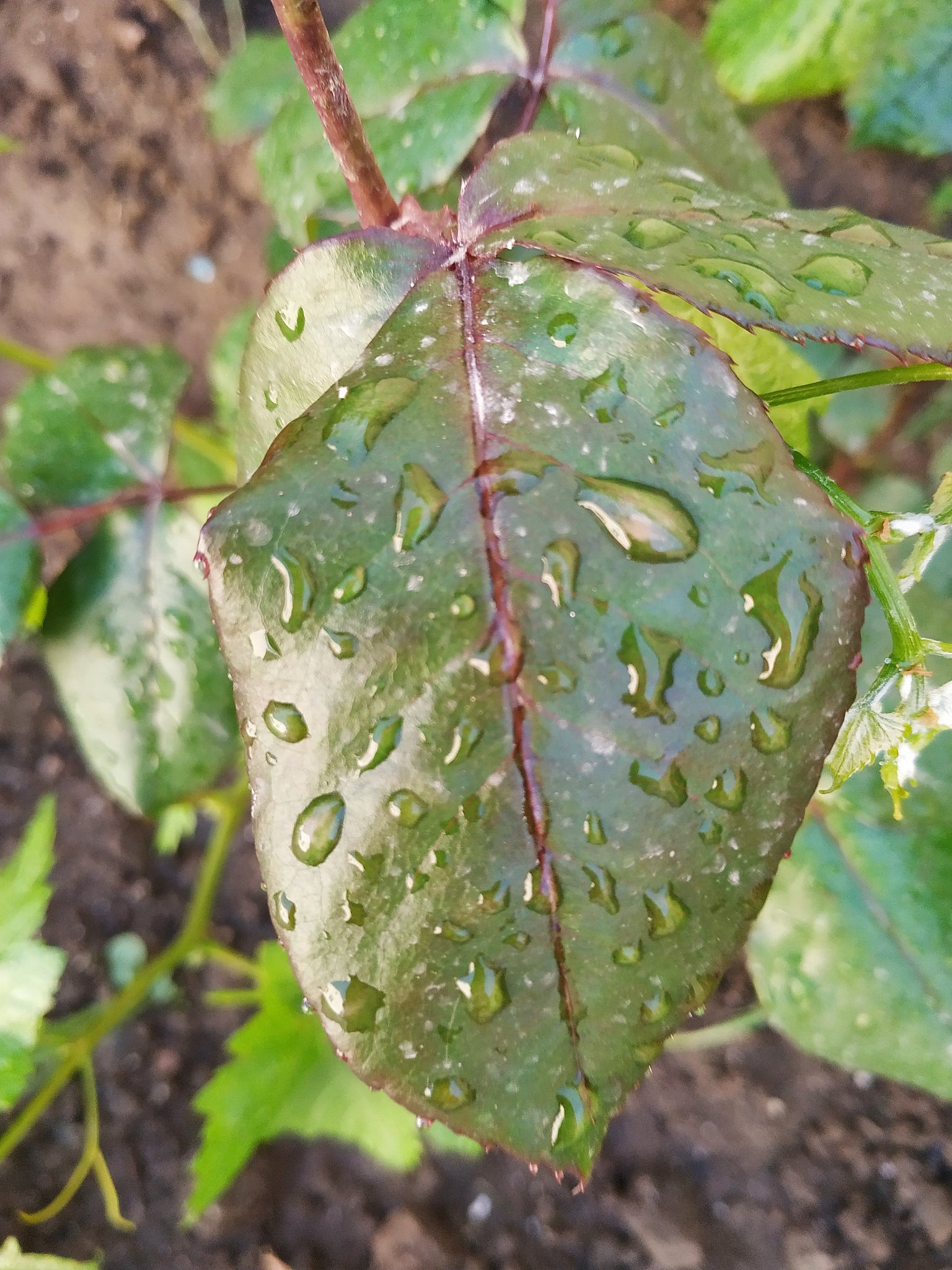 火龙果种植病虫害防治方法及预防措施 - 全面解析