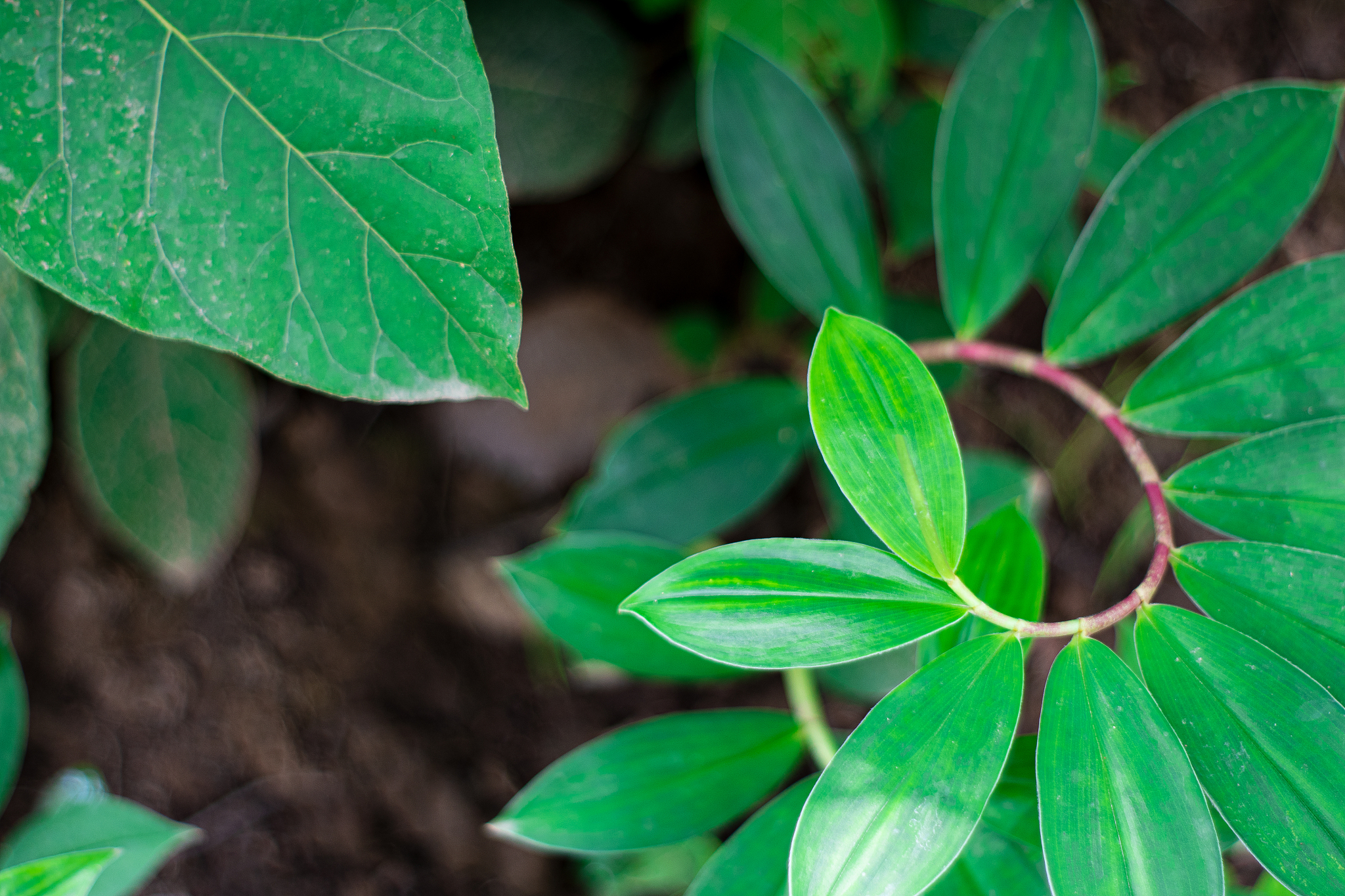close-up of plant leaves