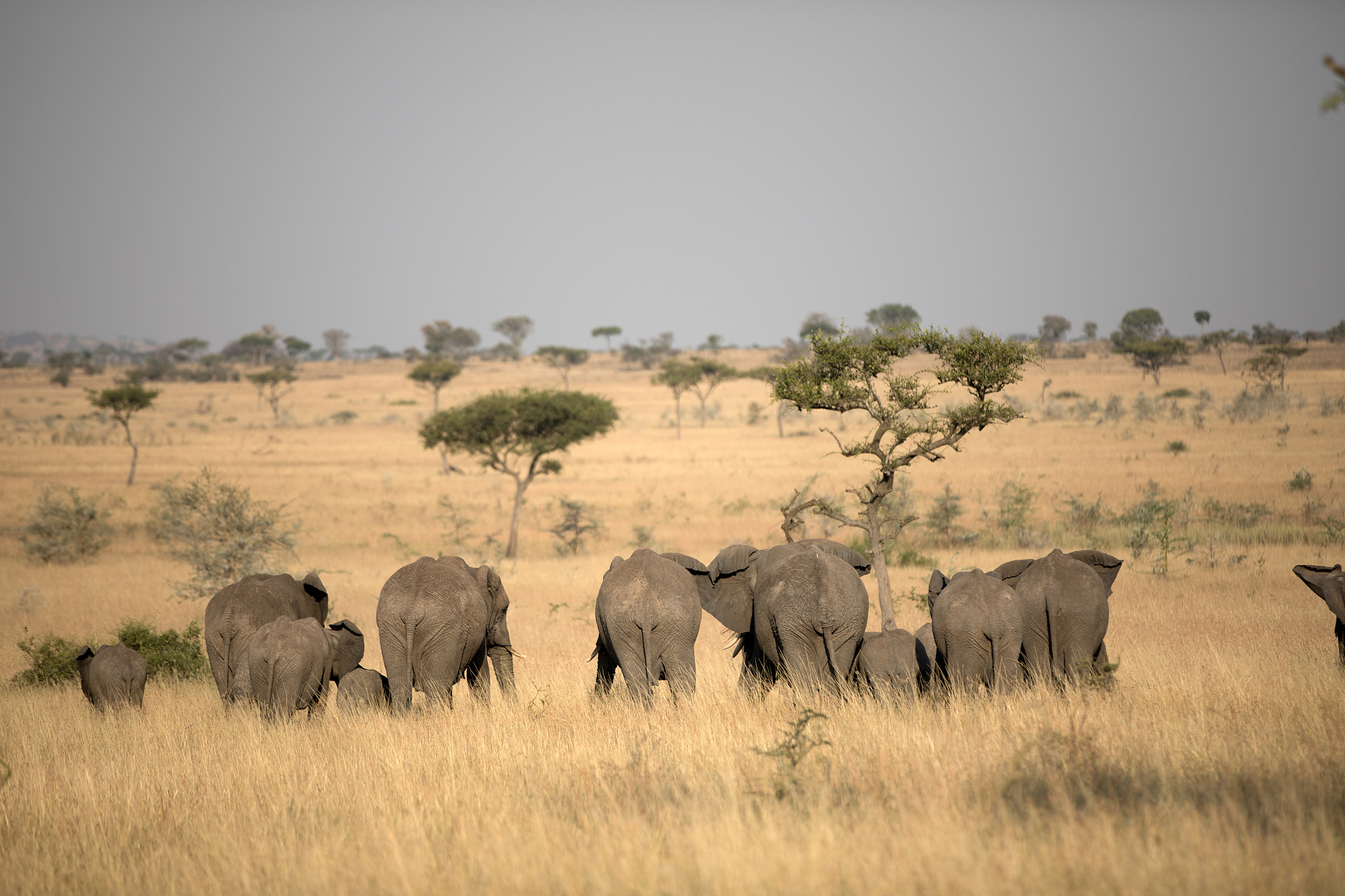 an elephant herd in tanzania
