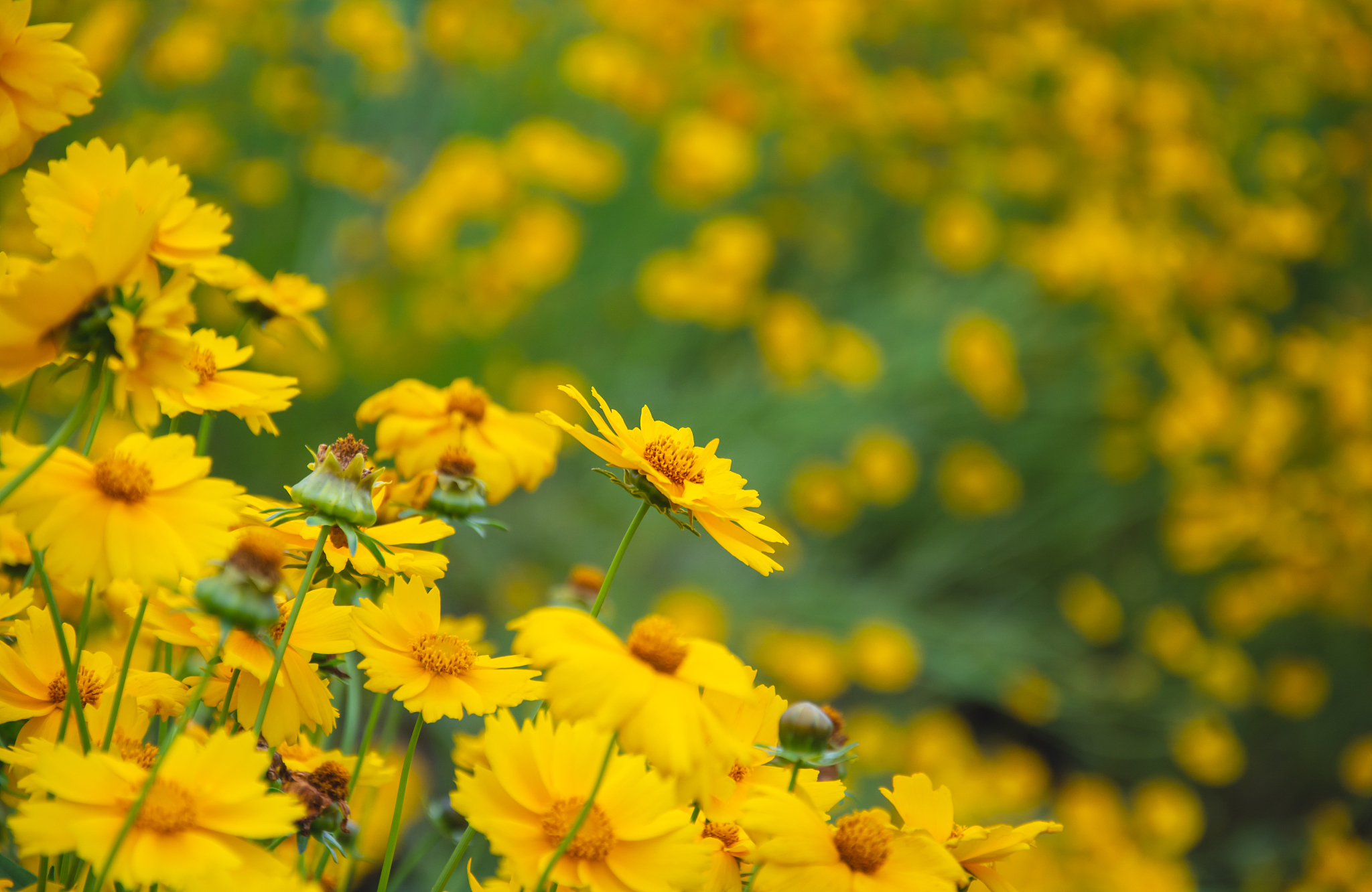 淡黄色花海摄影图片：如梦如幻的唯美意境