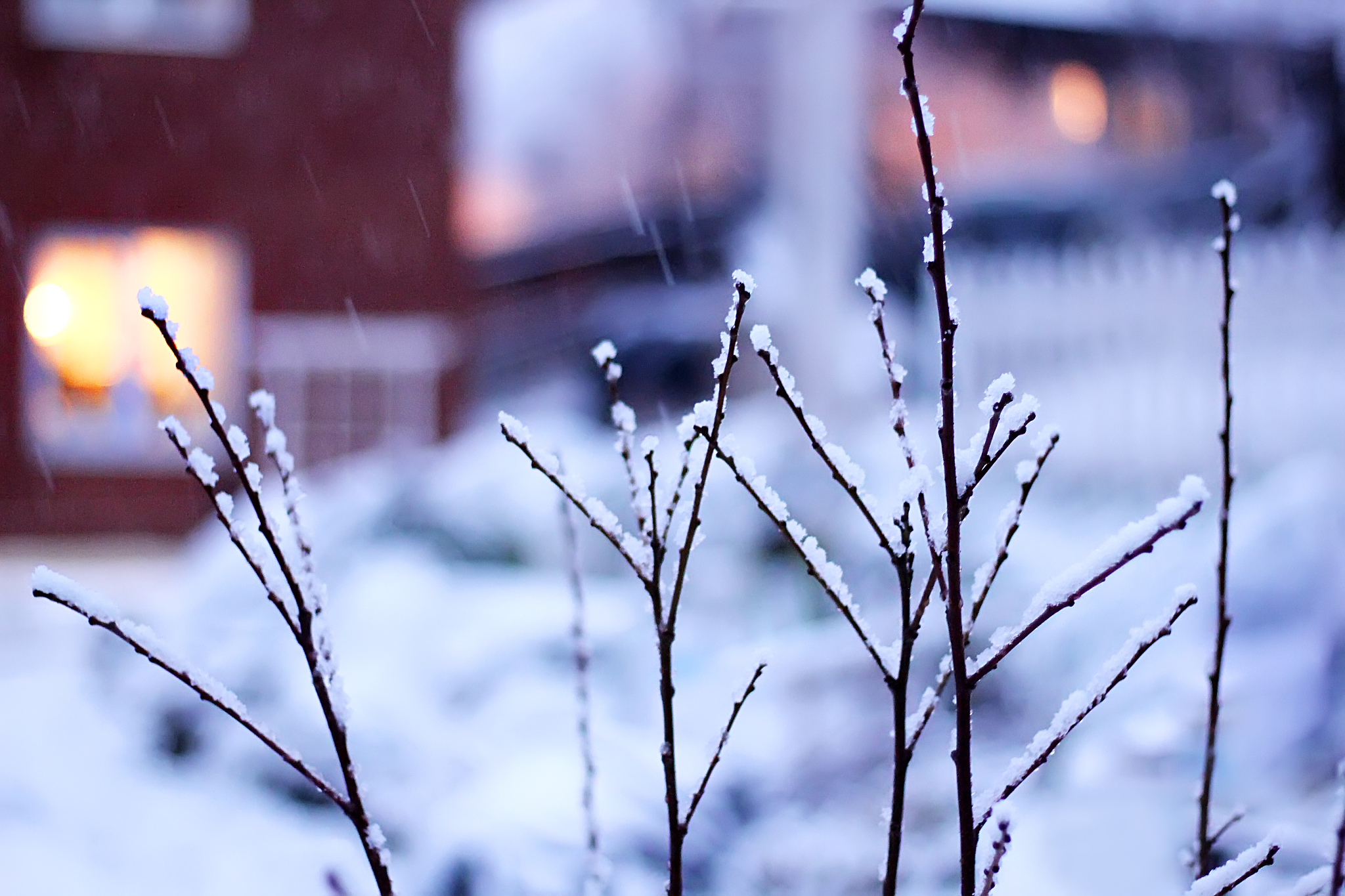 winter fairytale evening snowfall landscape. first snow