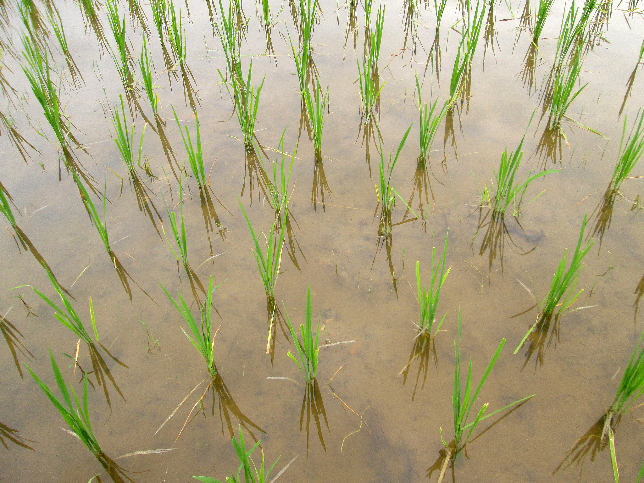 生活中涝害的低氧逃逸策略的典型植物有什么