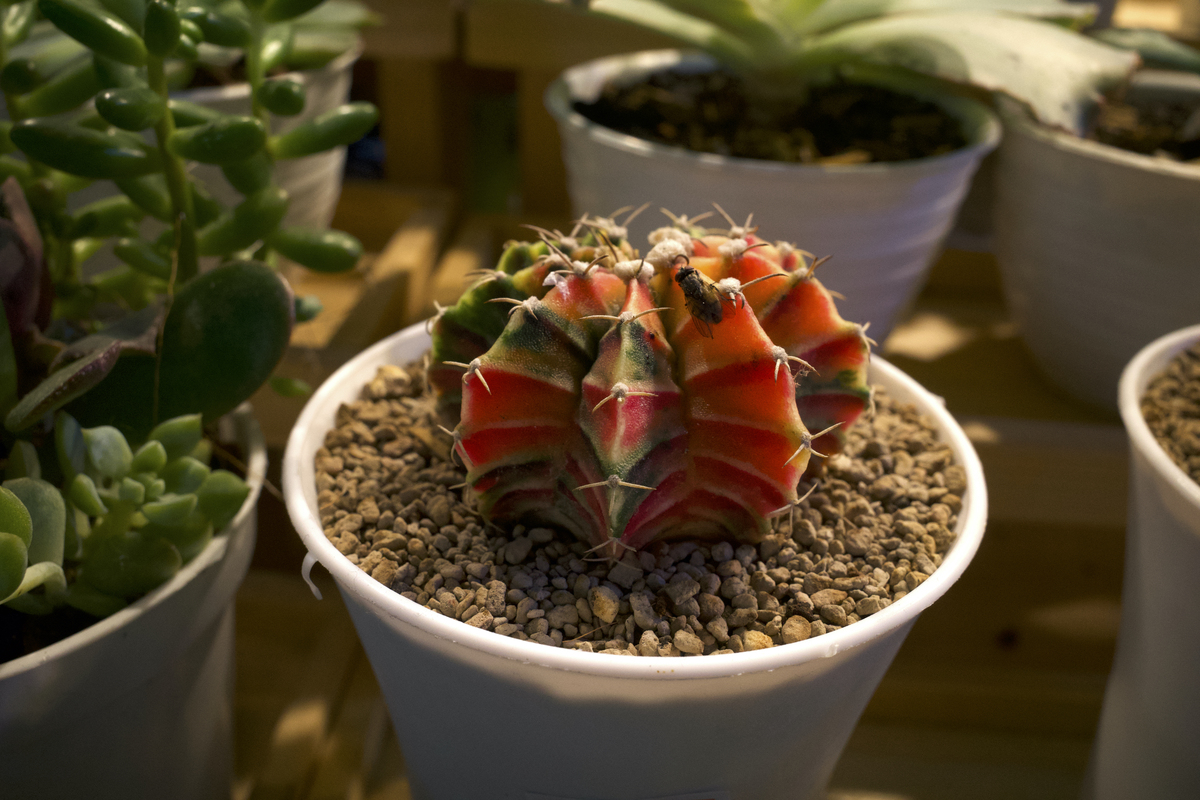 多肉开花剪掉会再次开花吗1540字