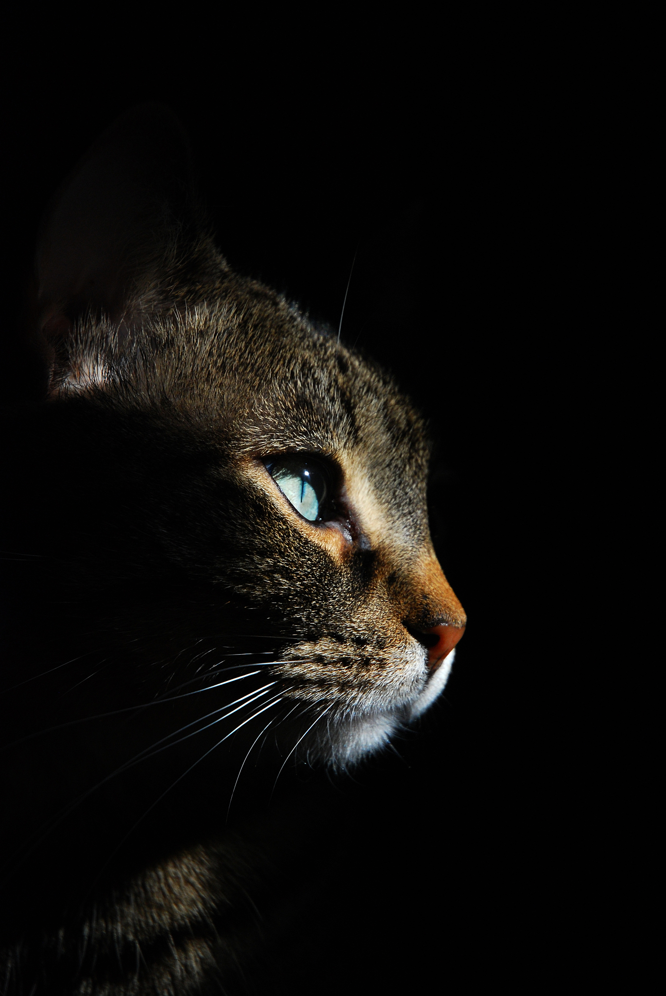 少年同盟中花纹与钱与兄弟眼睛很像的猫是什么毛色的猫