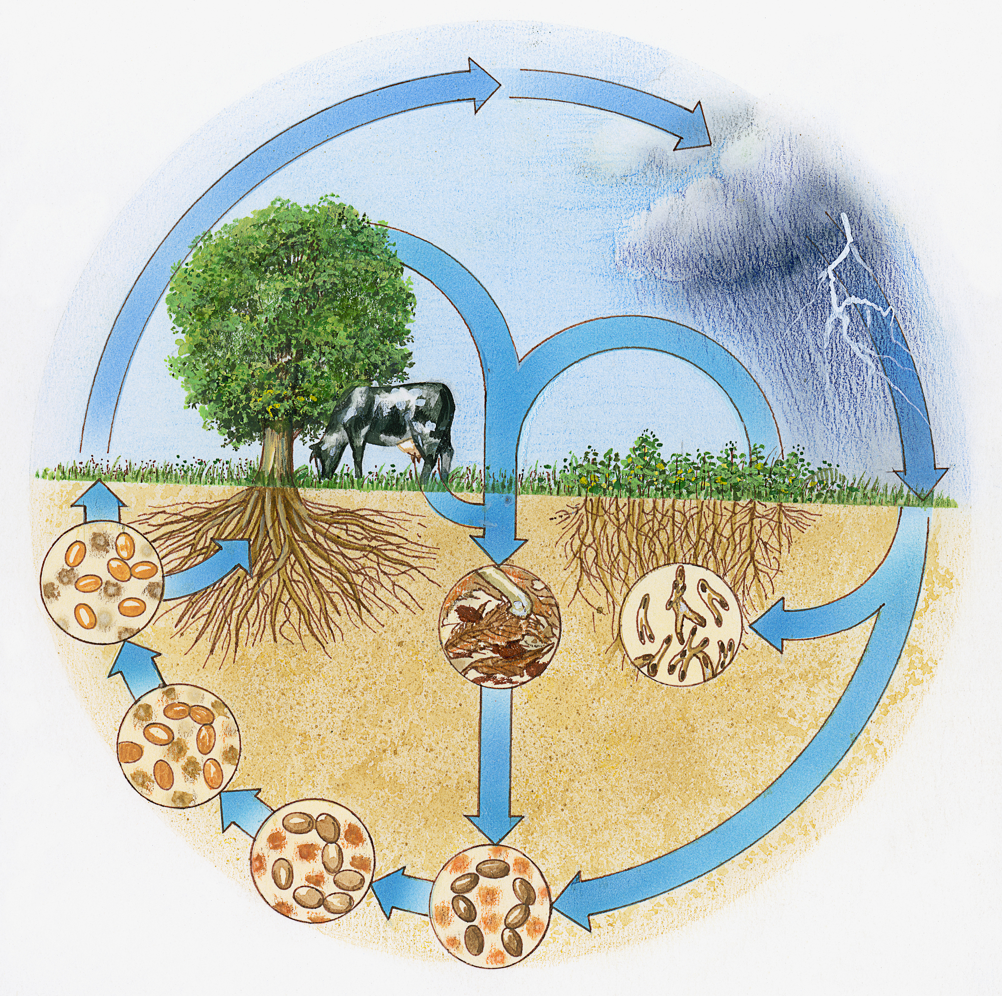 盐碱地植物的生存秘诀：抵御高盐环境