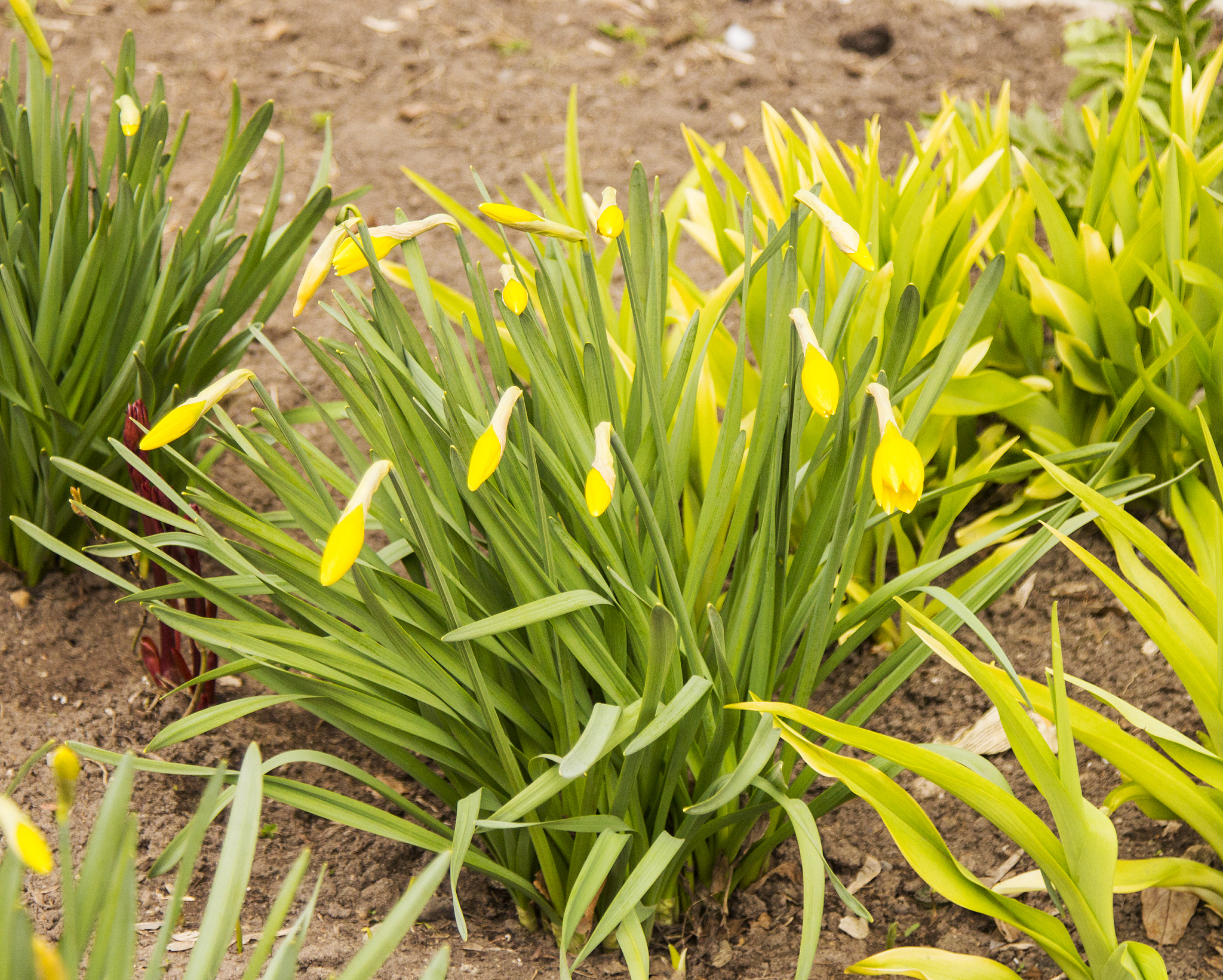 the first spring flowers. spring in the city has already come.