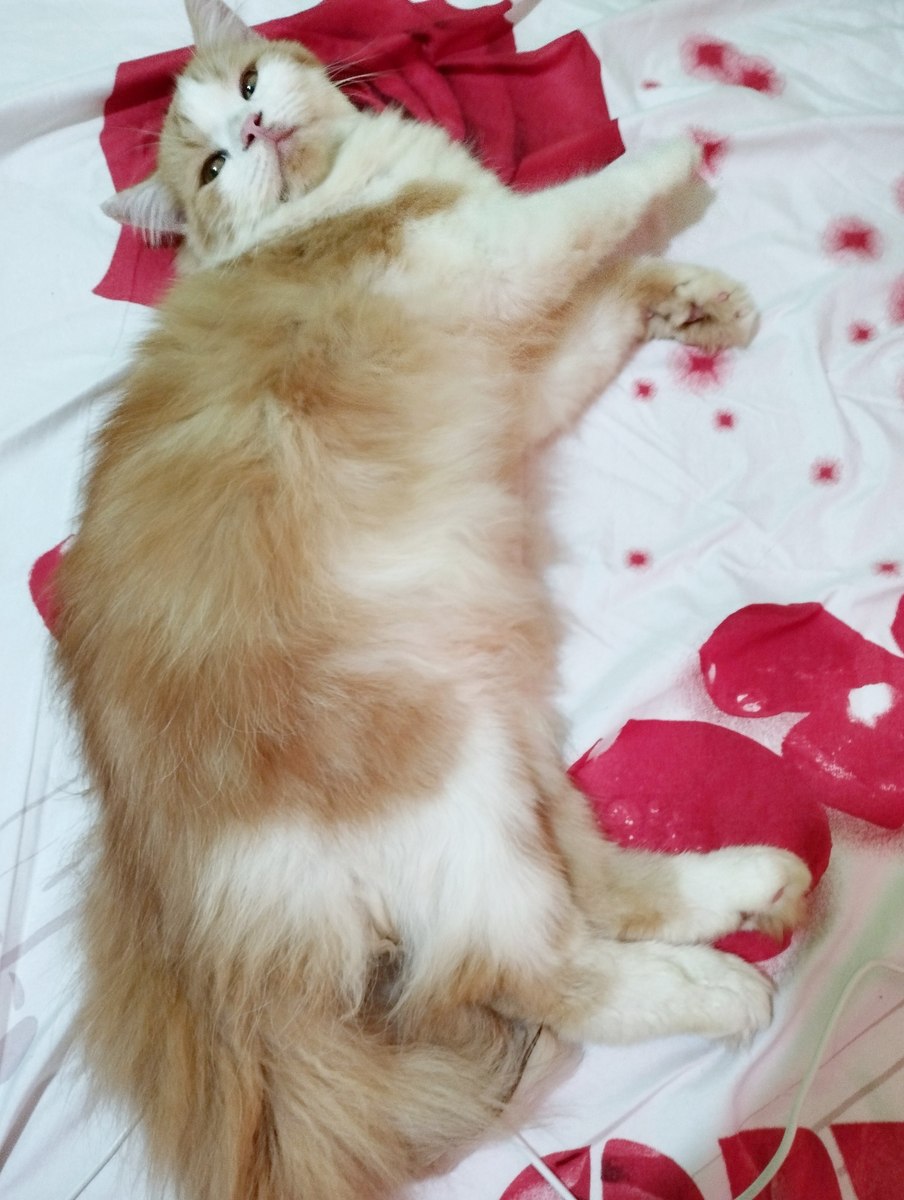 猫肚子下垂：原因、解决方法和预防
