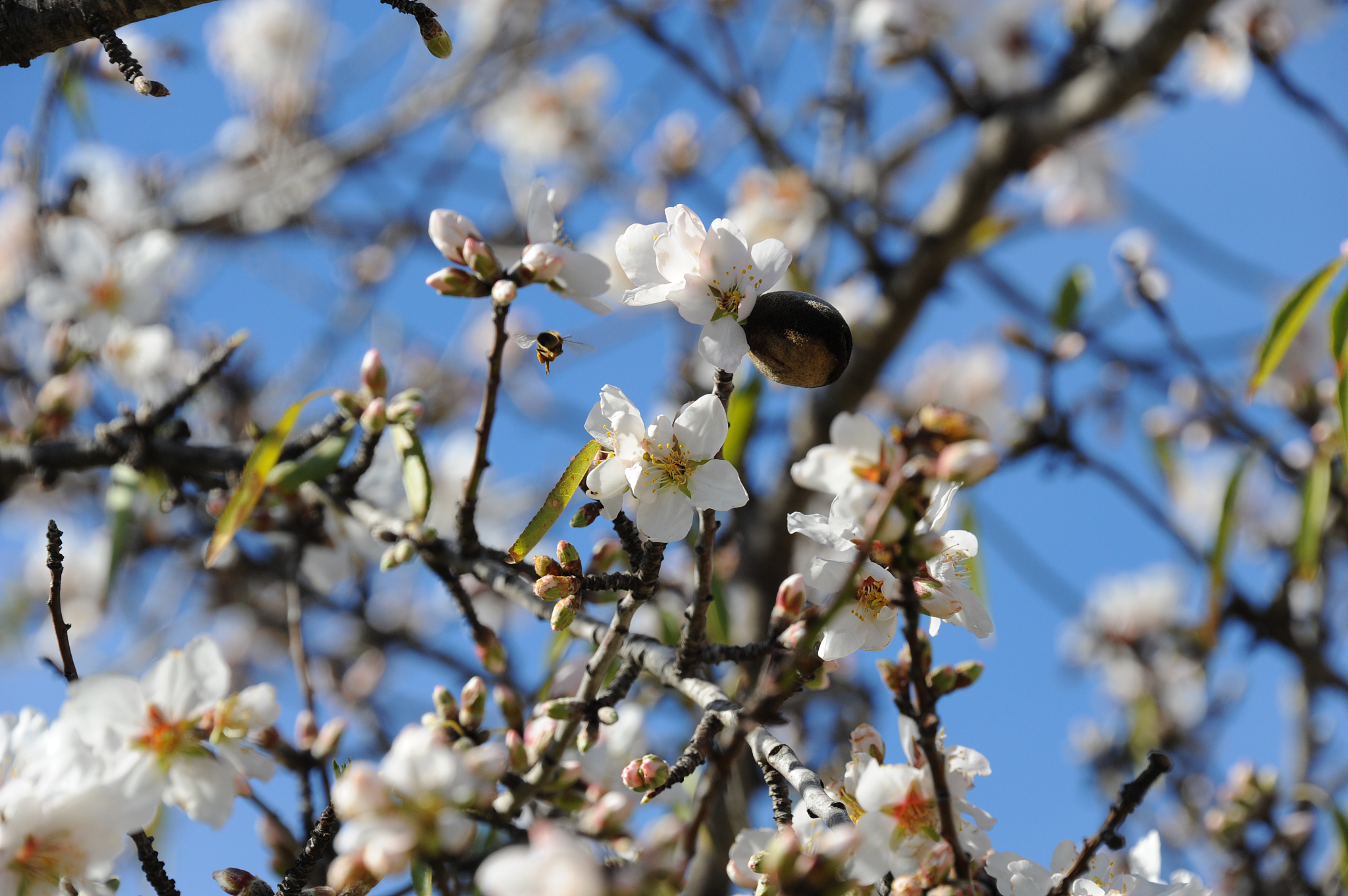 mandelblüte in spanien