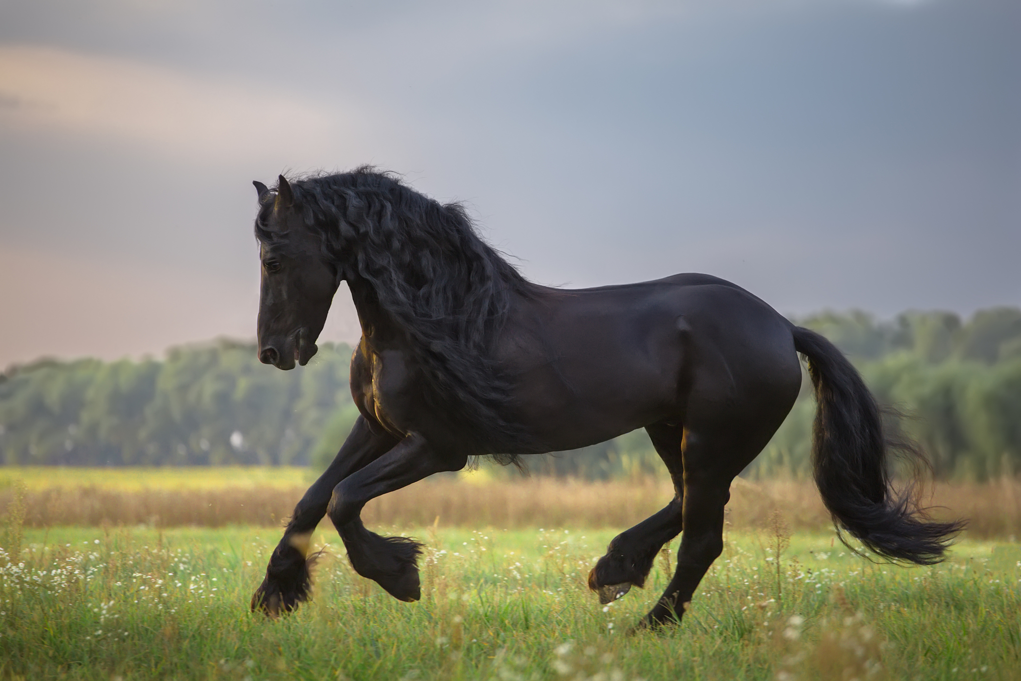 horse
