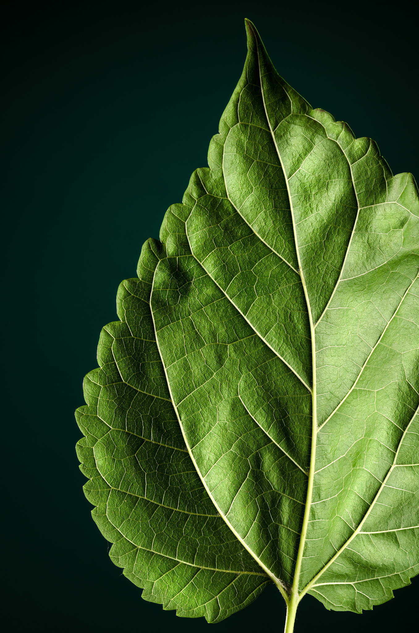 green leaf