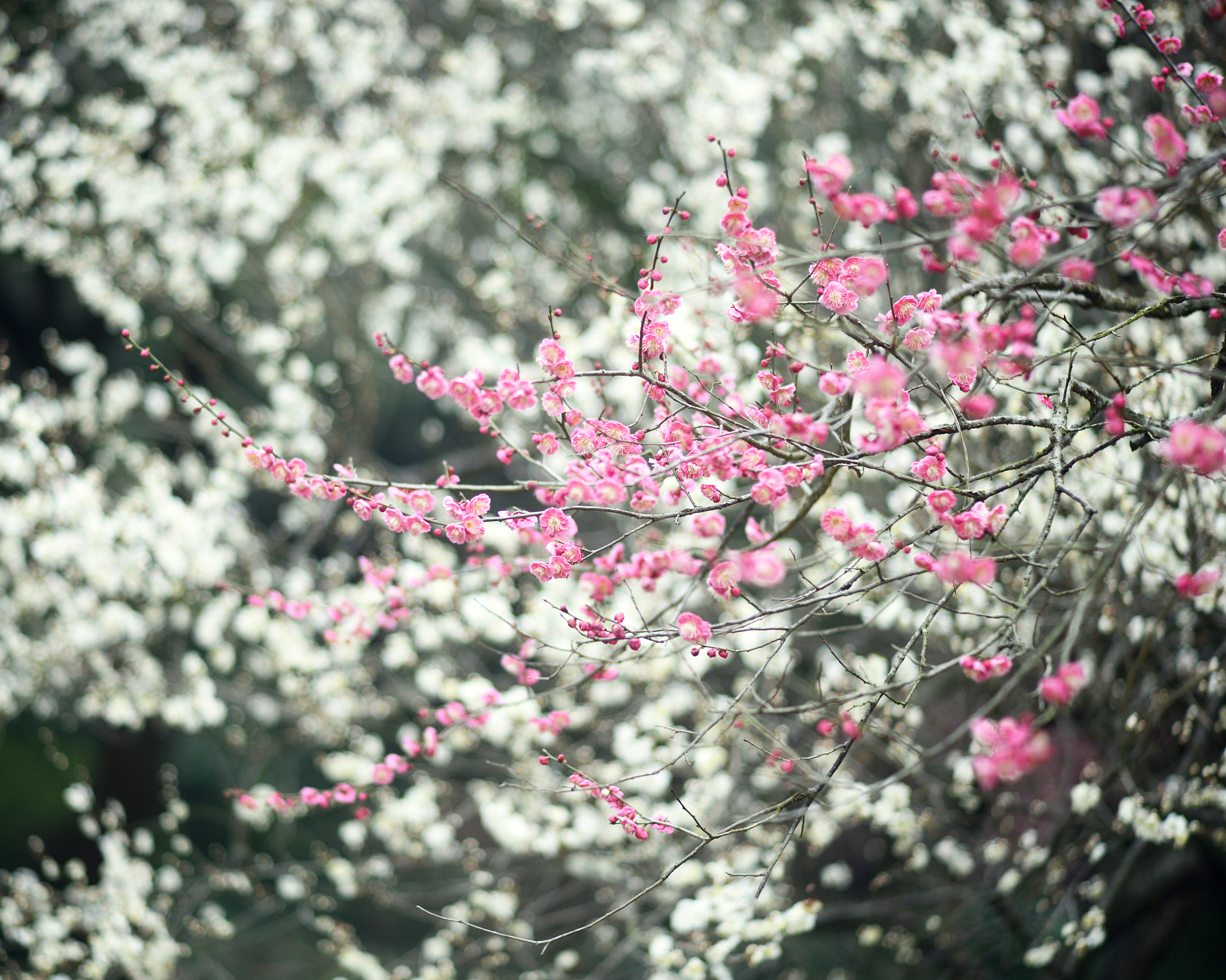 三月的桃花水，难道不叫人沉醉吗？