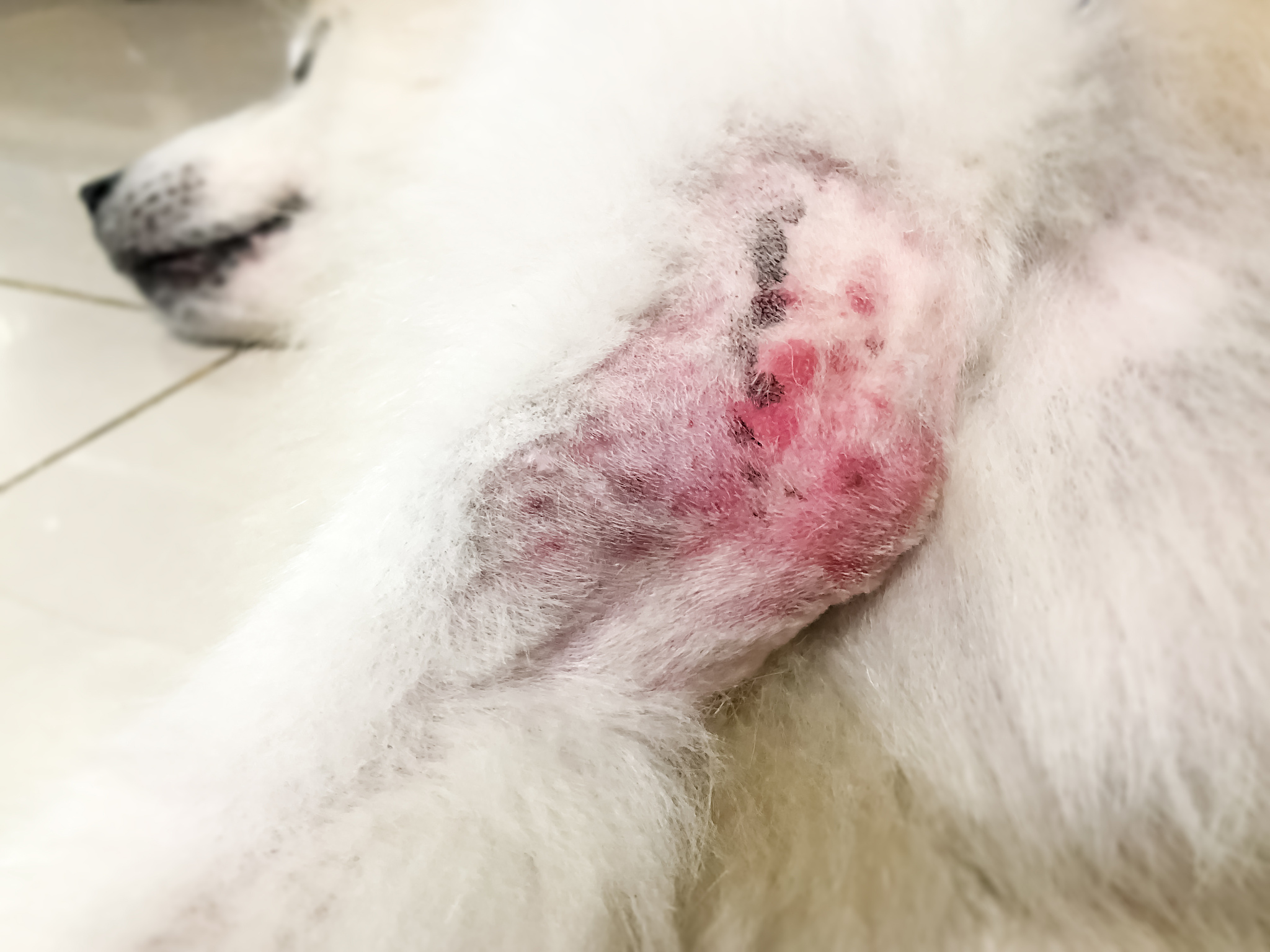 宠物狗过敏原大揭秘：10种常见蛋白质让你远离过敏烦恼