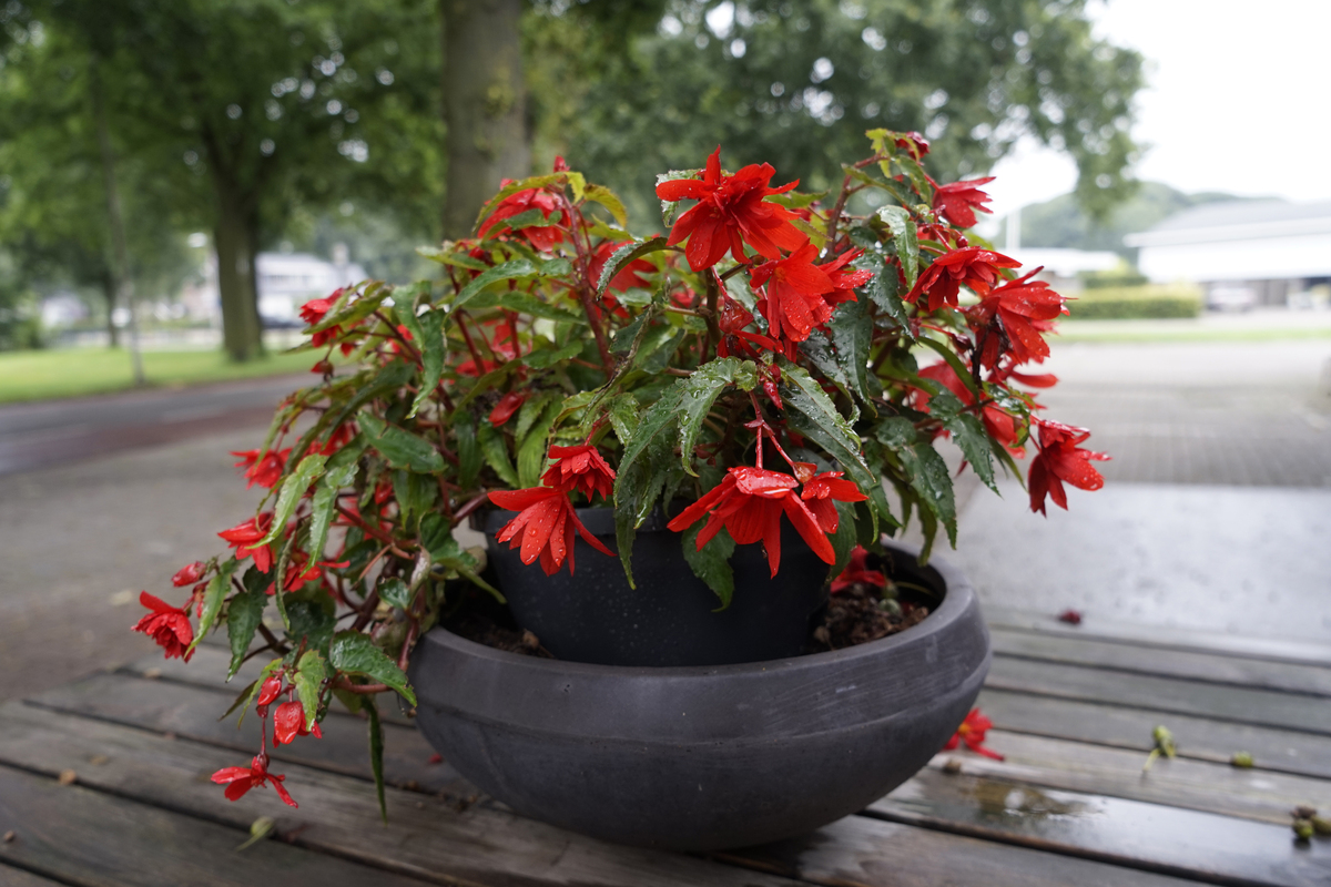 斑叶竹节秋海棠养殖指南：400字养护秘诀