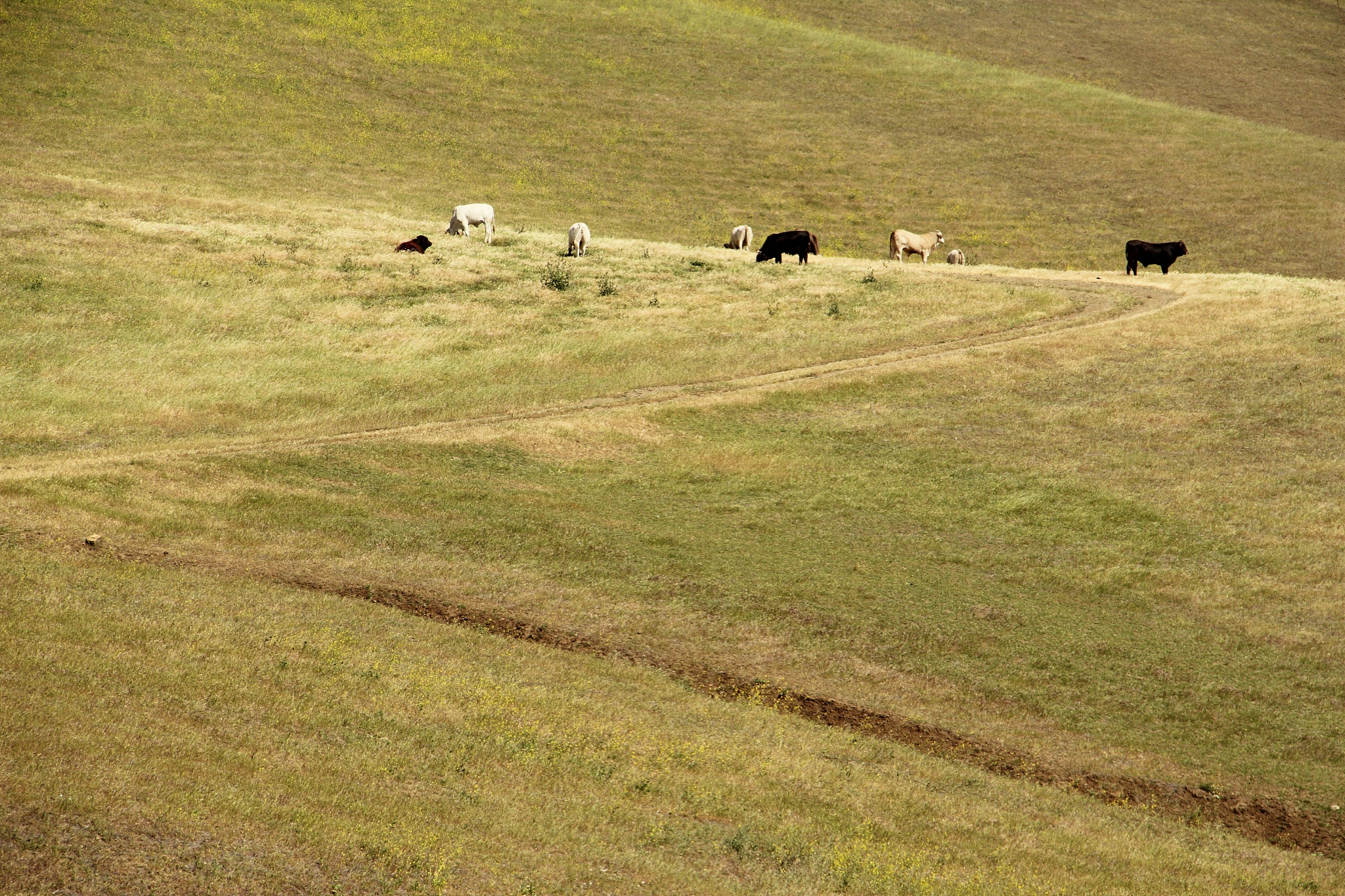 贵州农业职业学院畜牧兽医专业招生就业岗位都有哪些