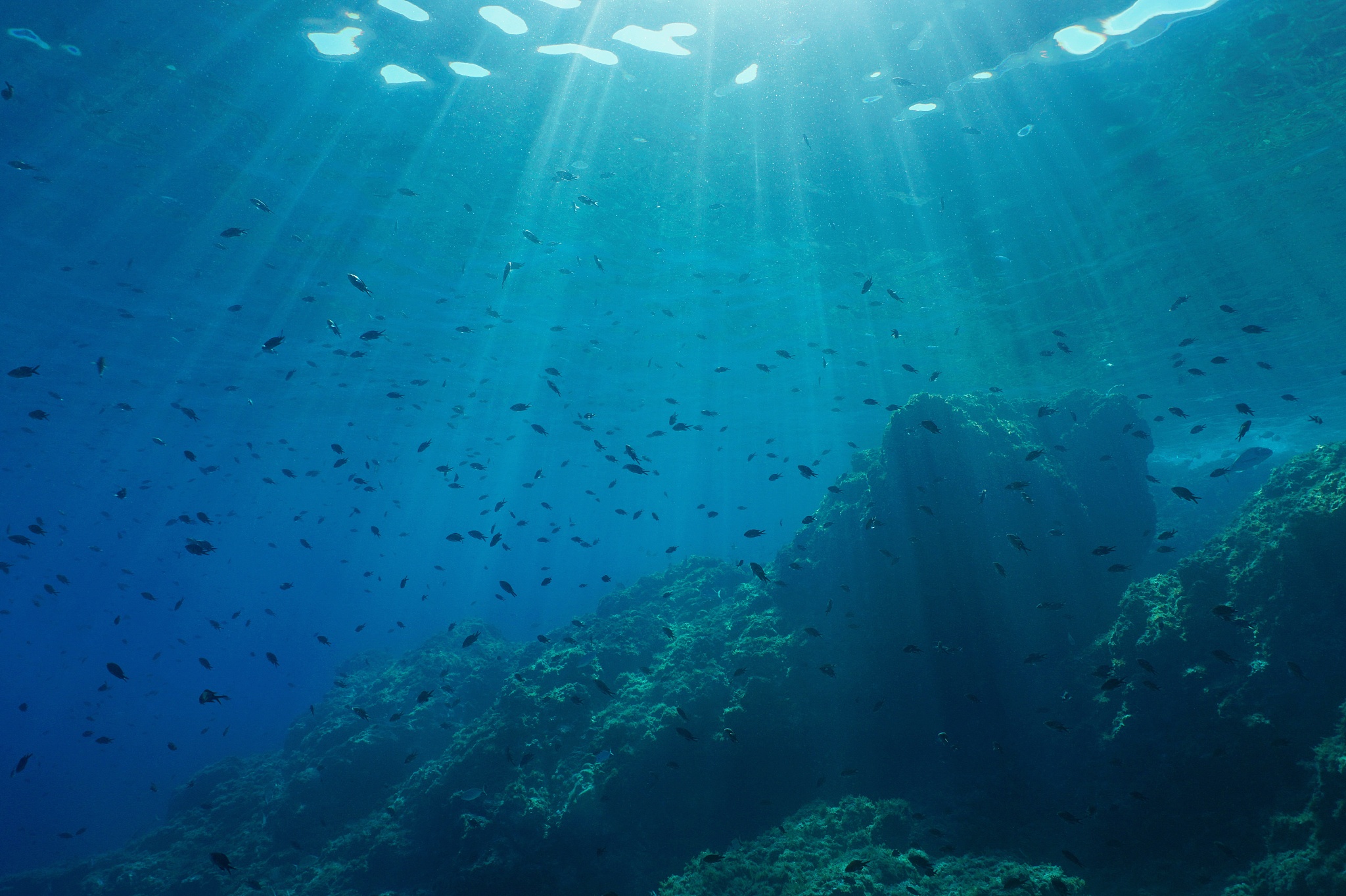 underwater seascape mediterranean sea