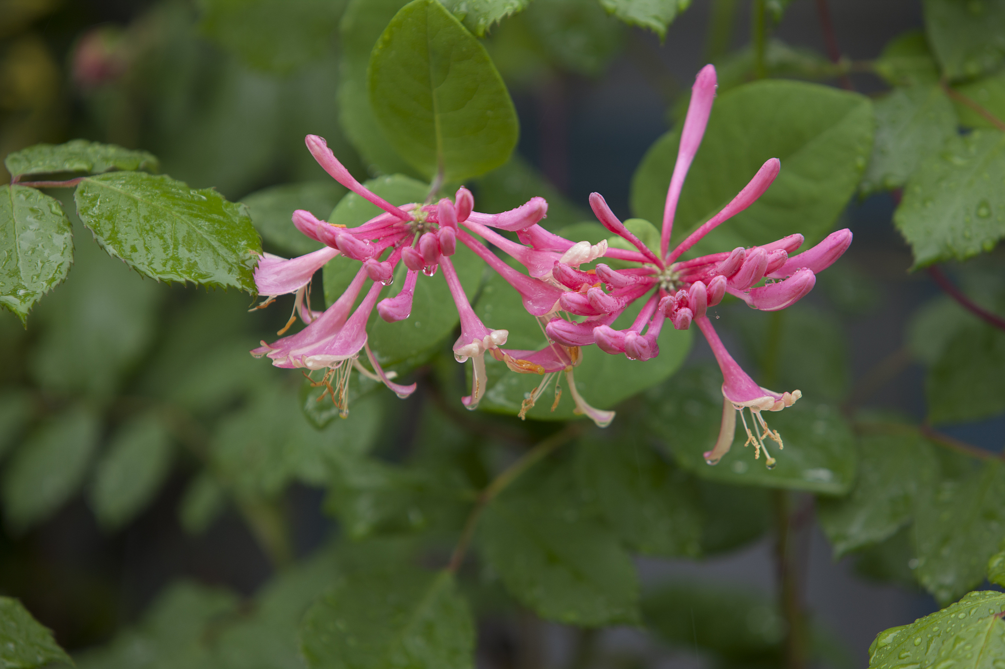 金银花泡水能治婴儿热疹吗？安全吗？ - 专家解答