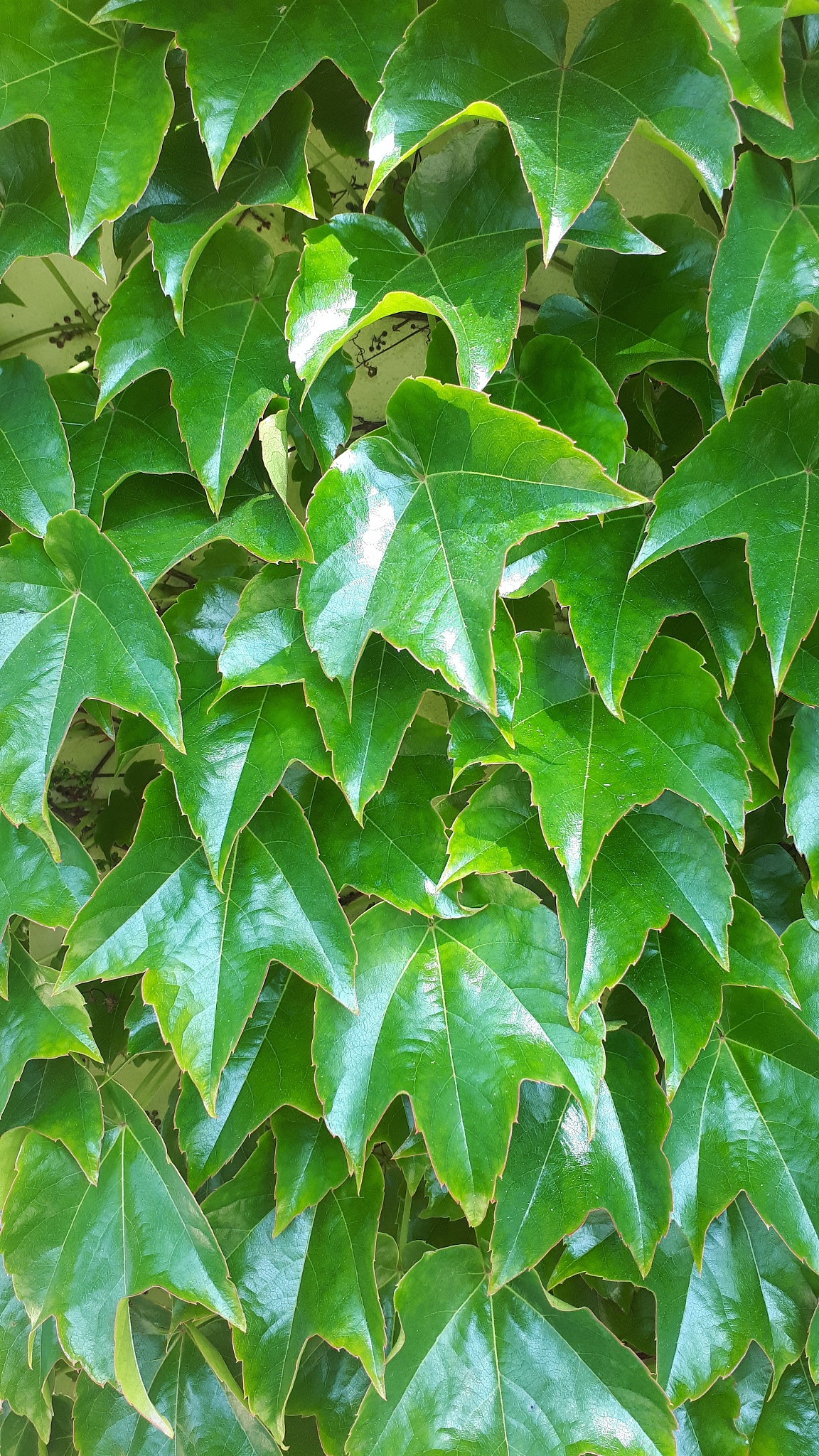 background of green ivy leaves on the wall of the house