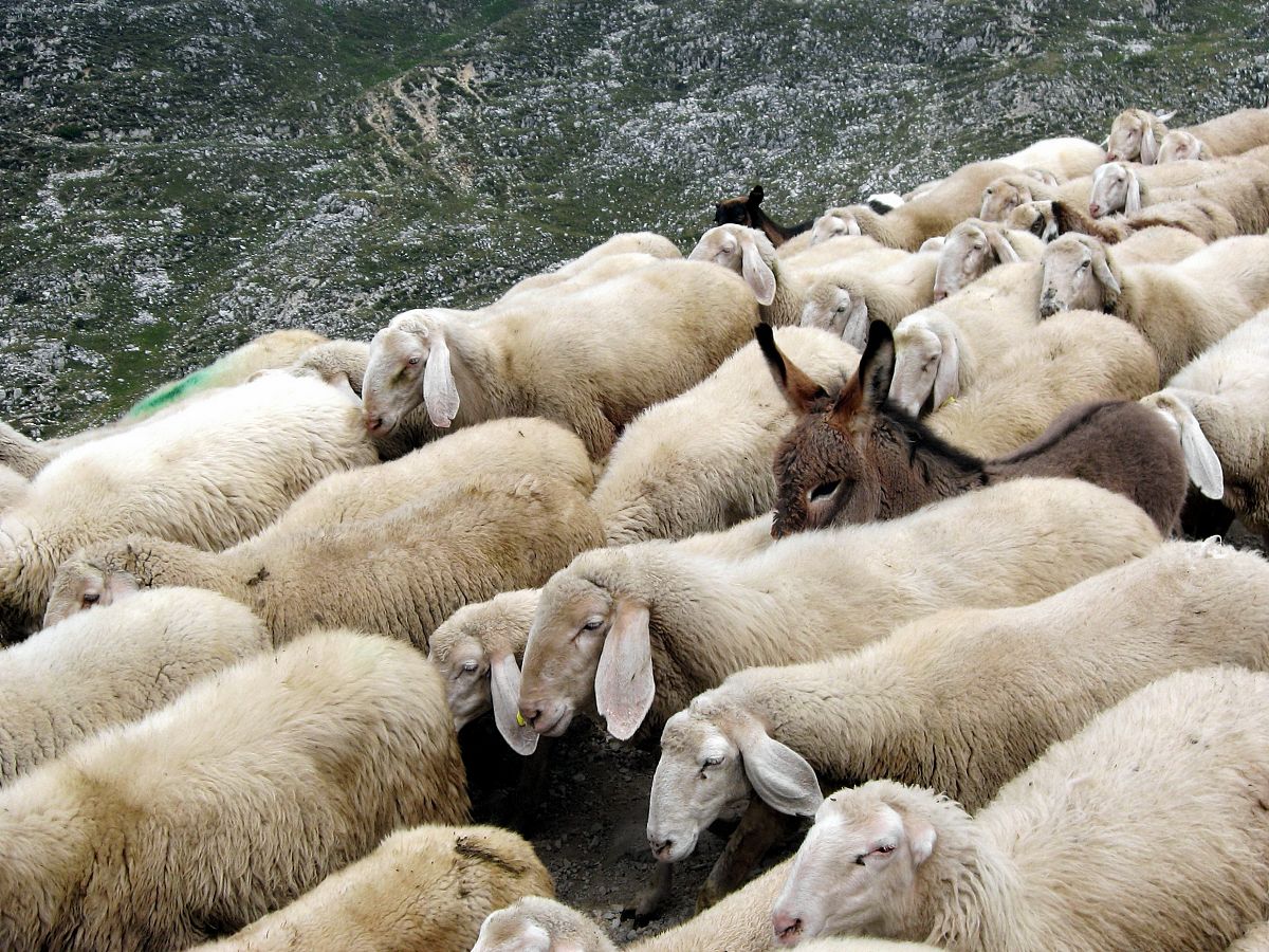 50个智泉童星®食用菌冲饮粉Ⅲ百度经常问的标题