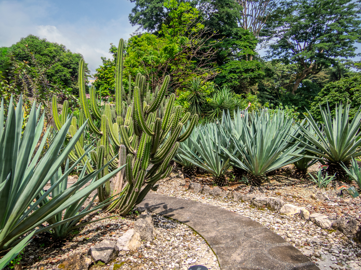 西班牙剑叶龙舌兰：一种令人印象深刻的植物