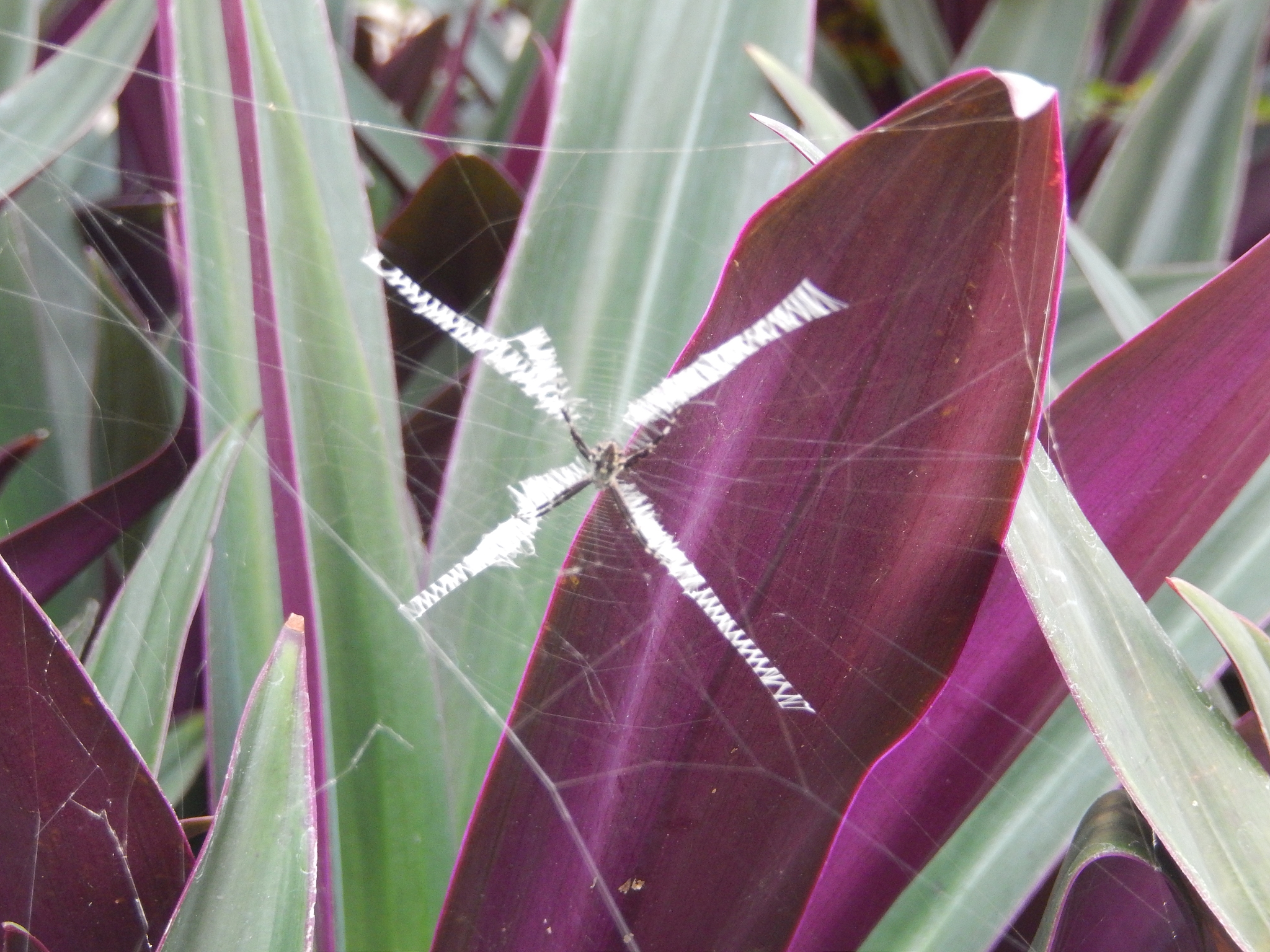 蜘蛛学家张维为