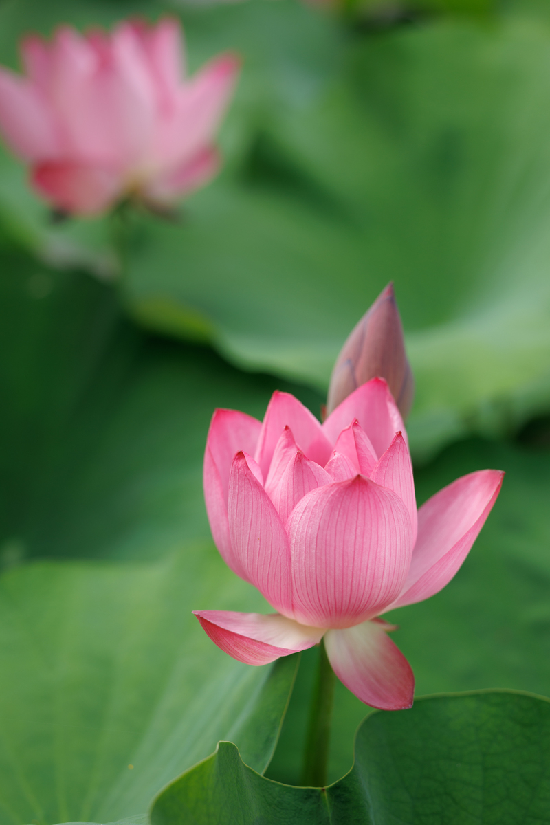 夏日荷花盛放，美丽优雅