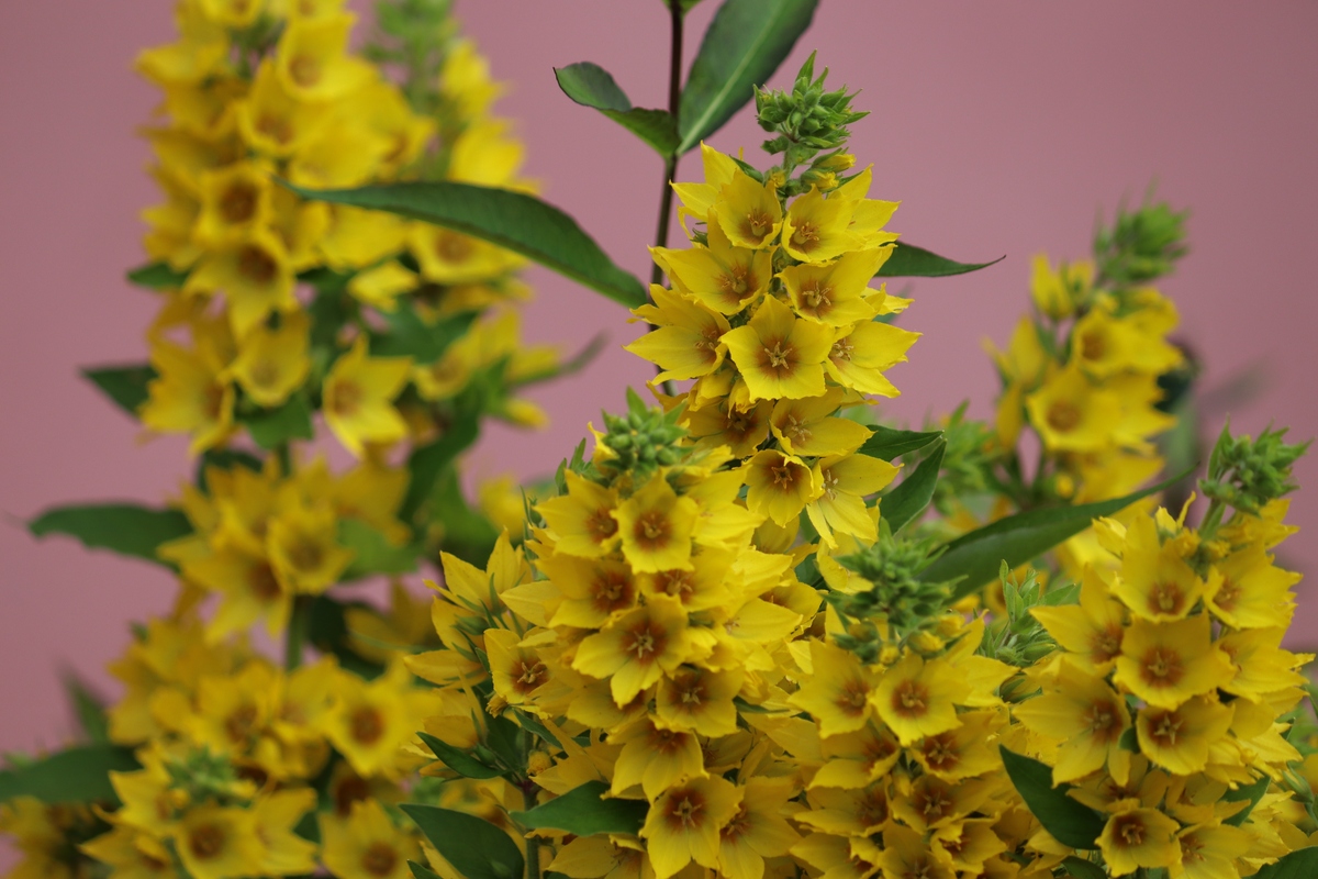 石楠花、黄刺玫、玄参科、唇形科花程式解析