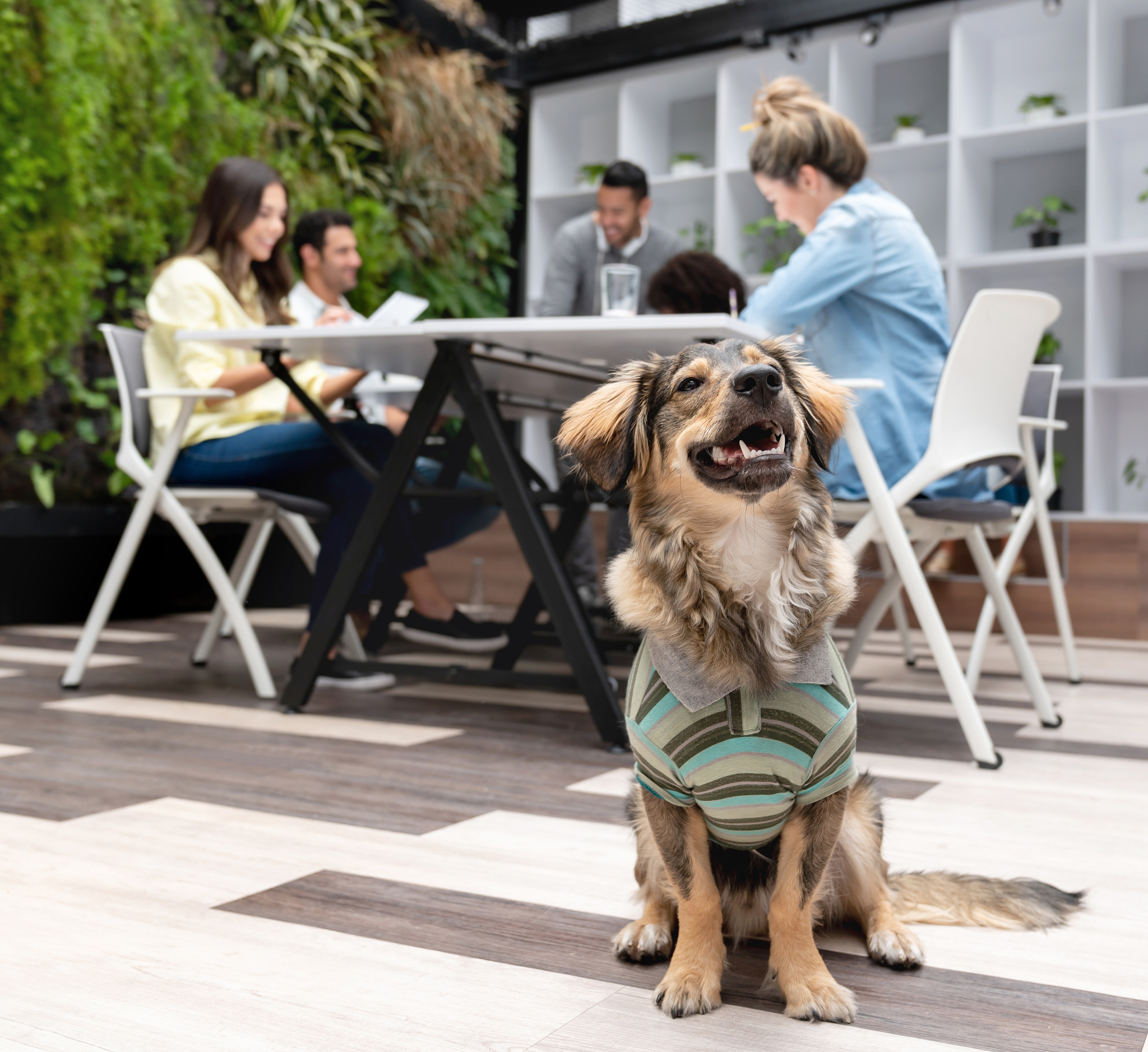 微笑狗：友好、聪明，适合家庭和工作