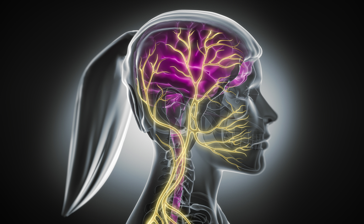 总结人体视觉信号通路