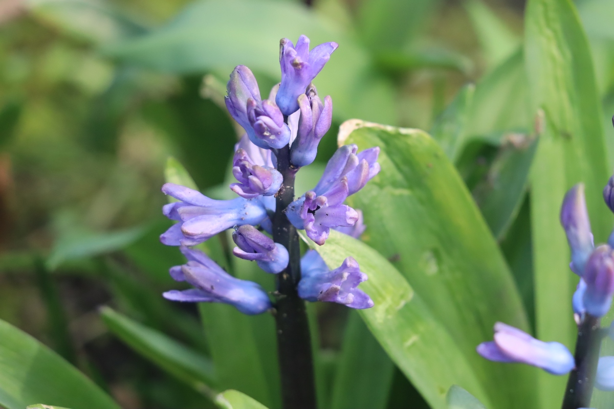 麝香兰最佳生长温度和湿度：如何打造理想环境