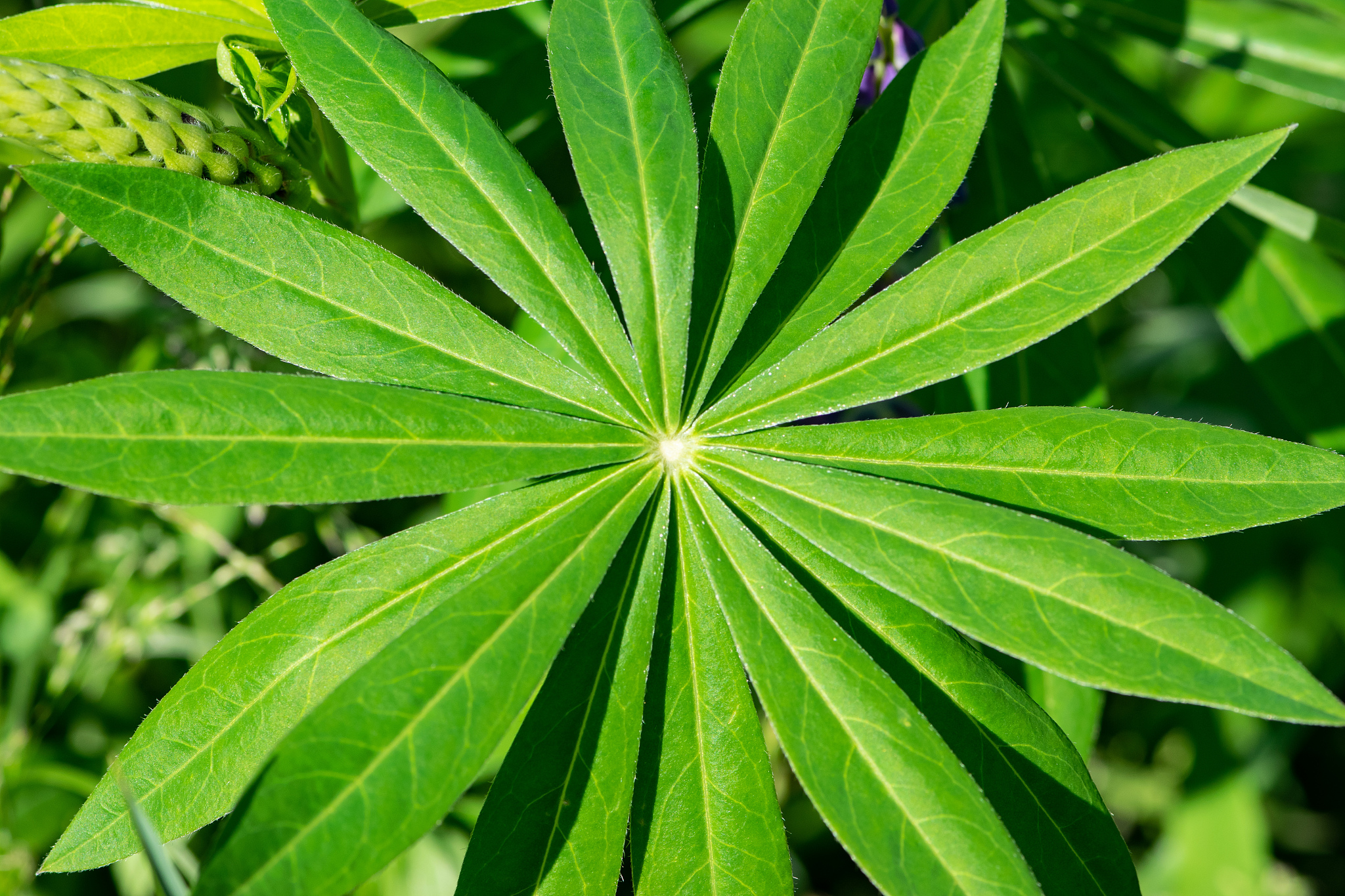 full frame shot of leaves