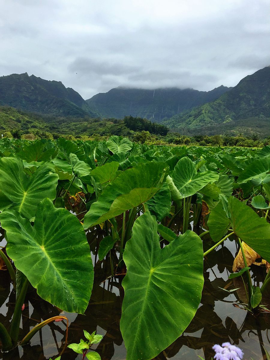 香芋壁纸：海量高清壁纸，个性桌面一键搞定