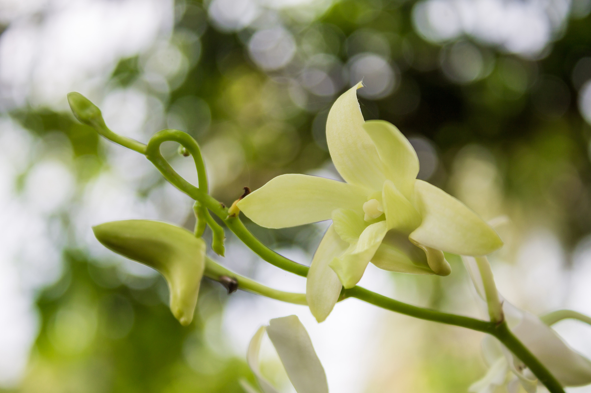 white orchids in nature