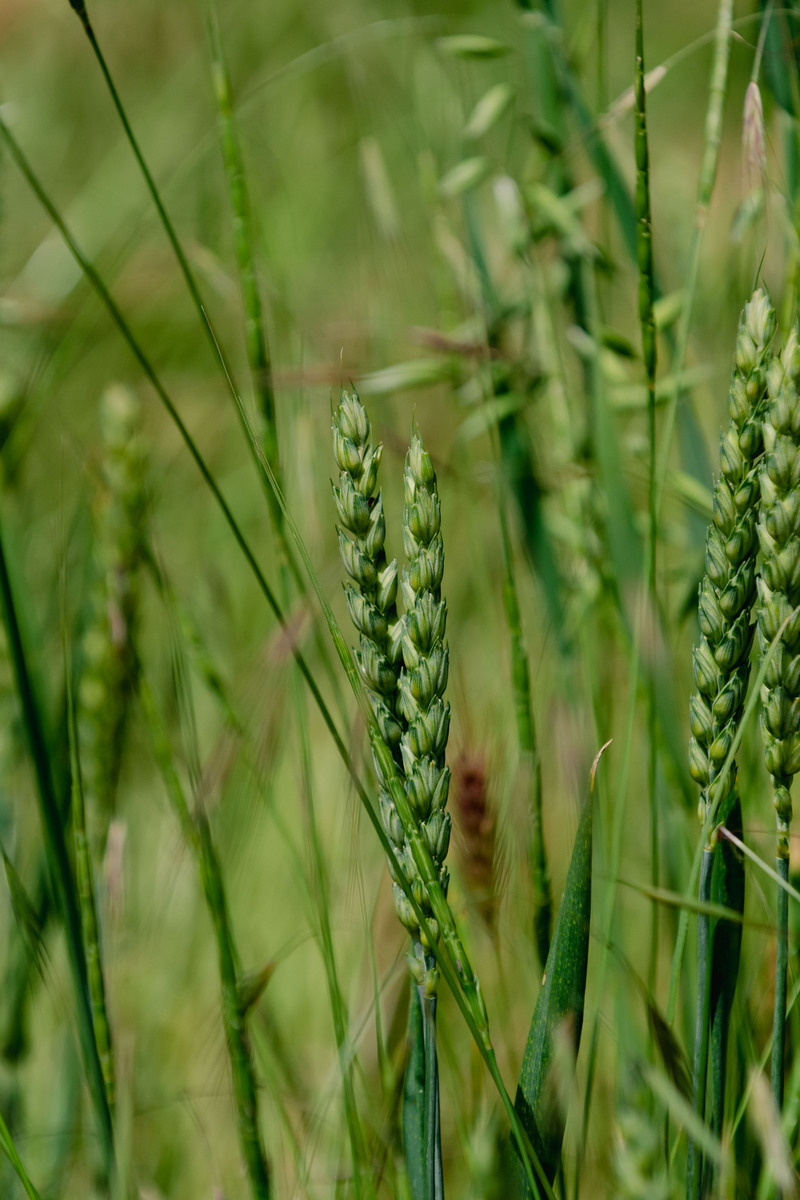 小麦拉丁学名：Triticum aestivum