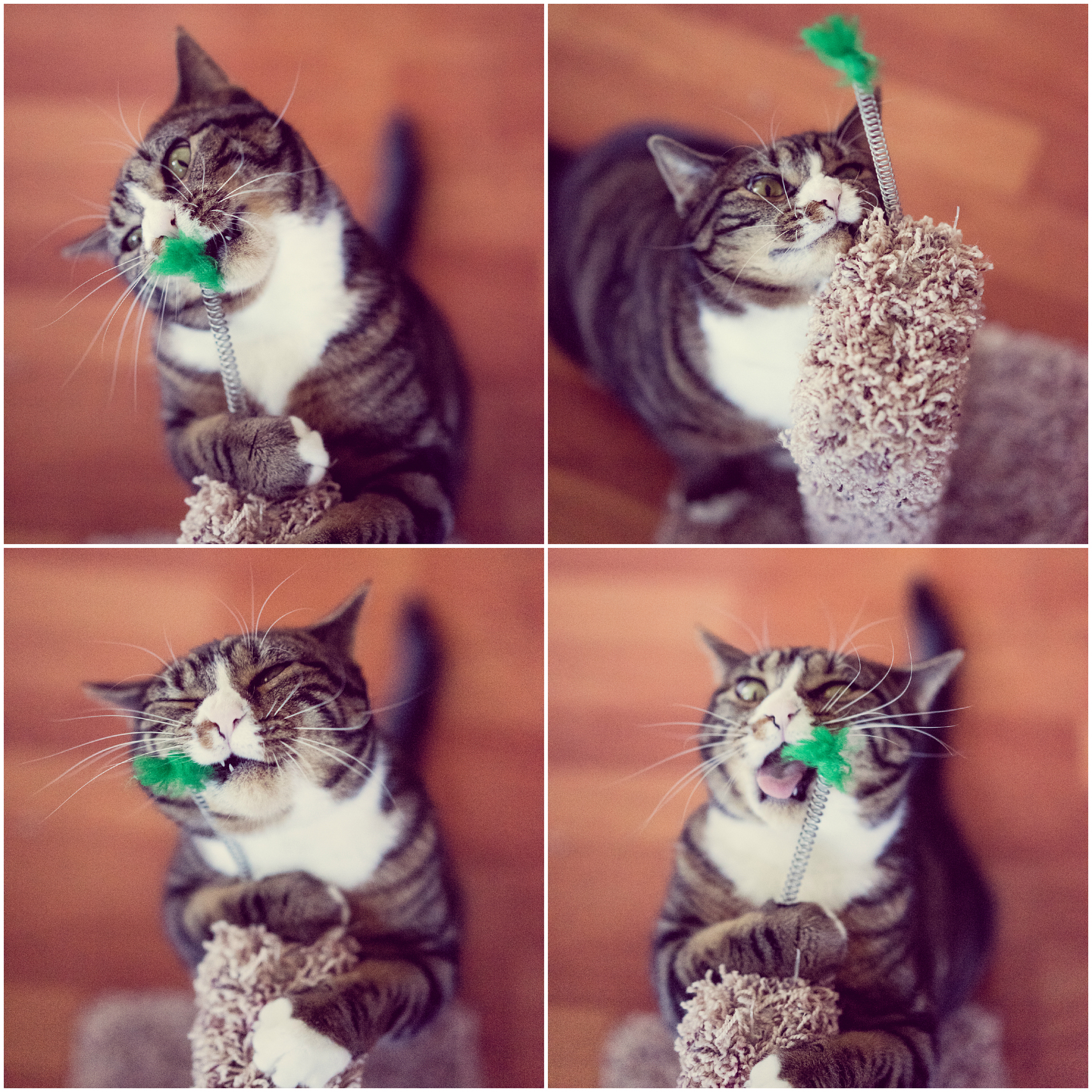 虎斑猫社交指南：如何培养它们的社交技巧