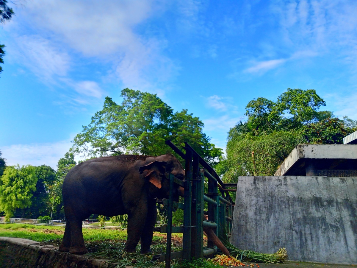 泰国动物园：必看动物与热门地点推荐