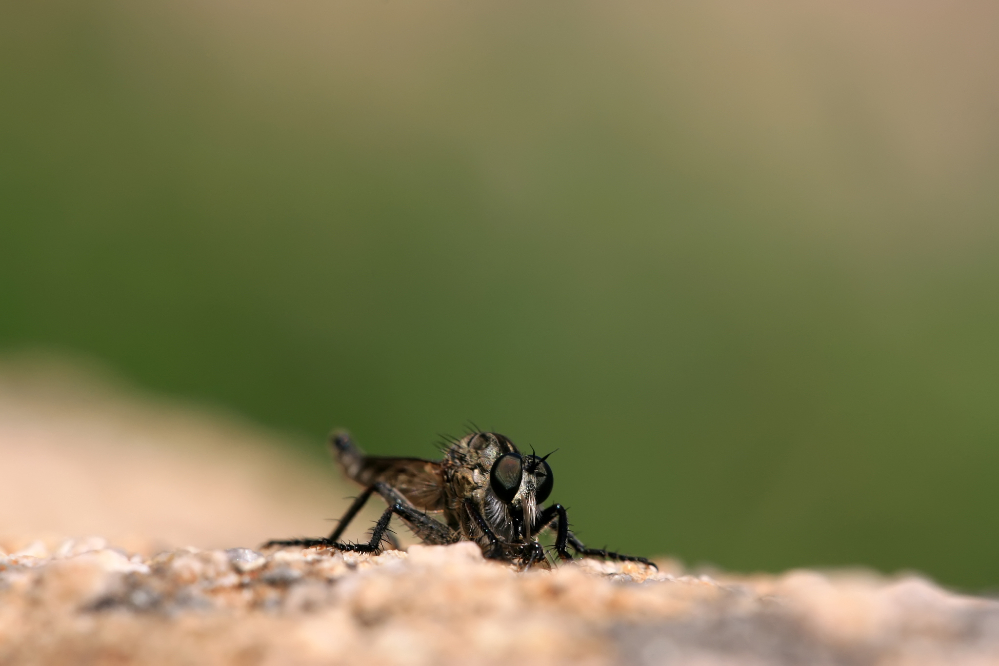 HORTICULTURAL SCIENCE期刊研究范围及方向