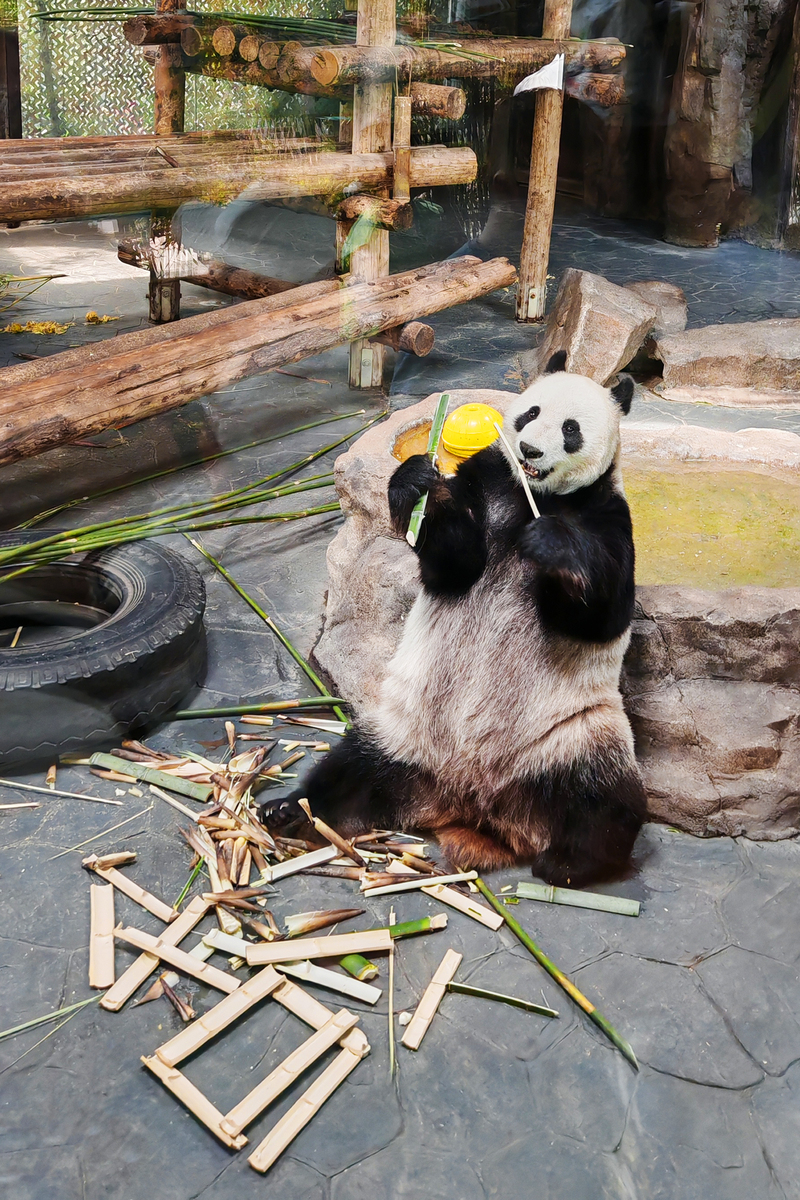 孟菲斯动物园大熊猫丫丫：从美国明星动物到中国繁殖计划