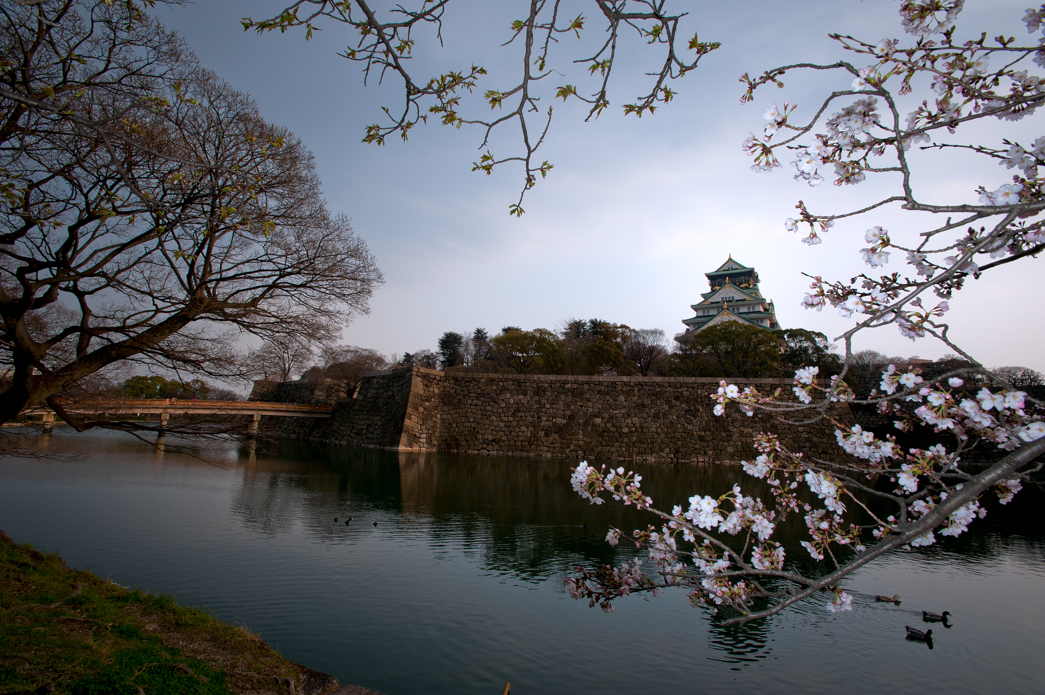 osaka jyo in spring