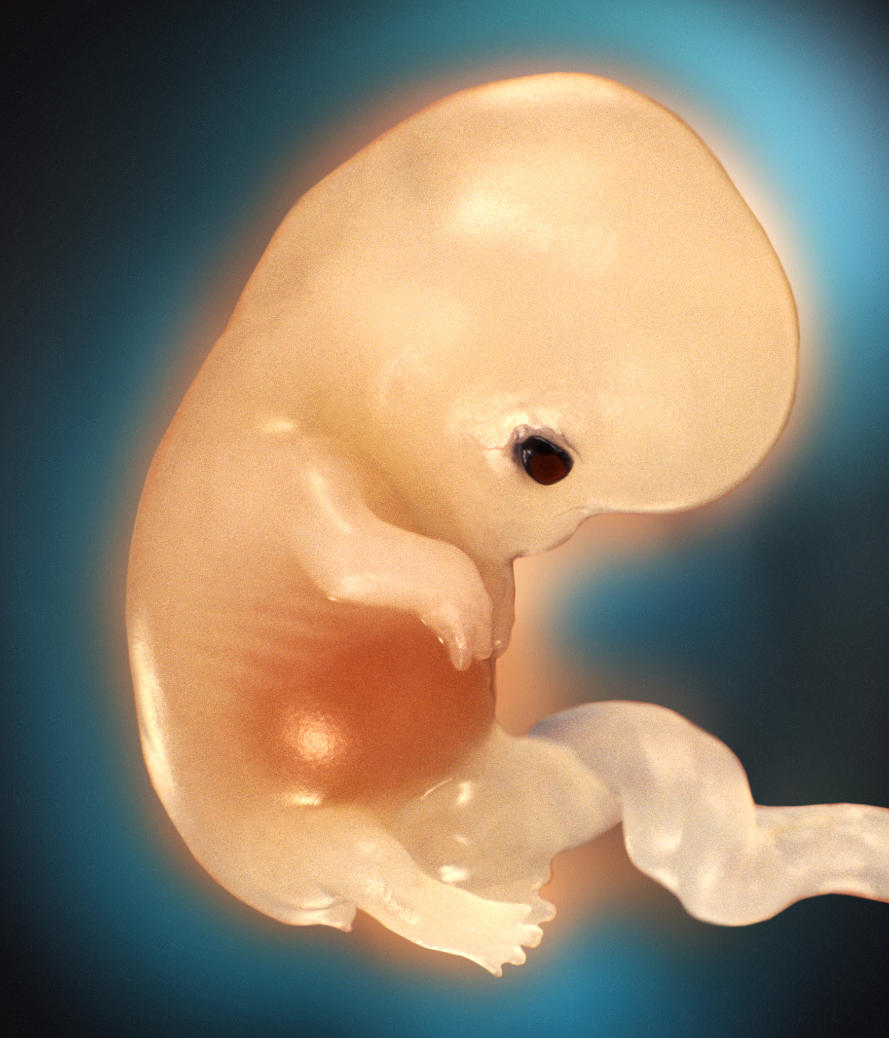 人体发生学标本室参观感悟：生命奇迹与医学责任