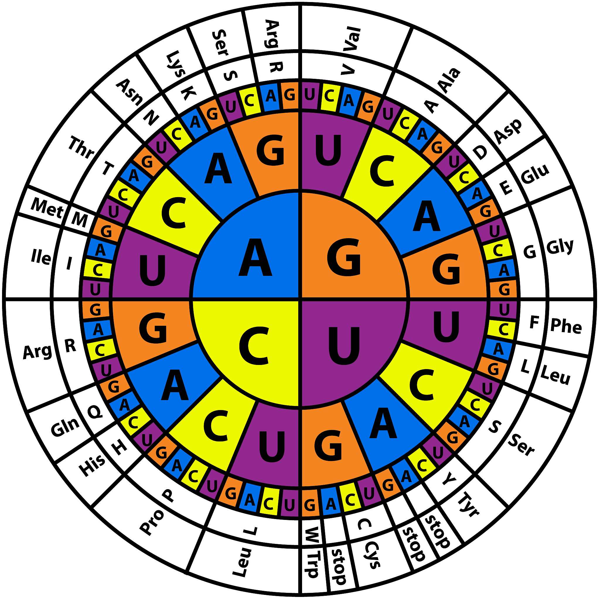 蛋白质、肽、氨基酸的包含关系用合适的图表整理出来