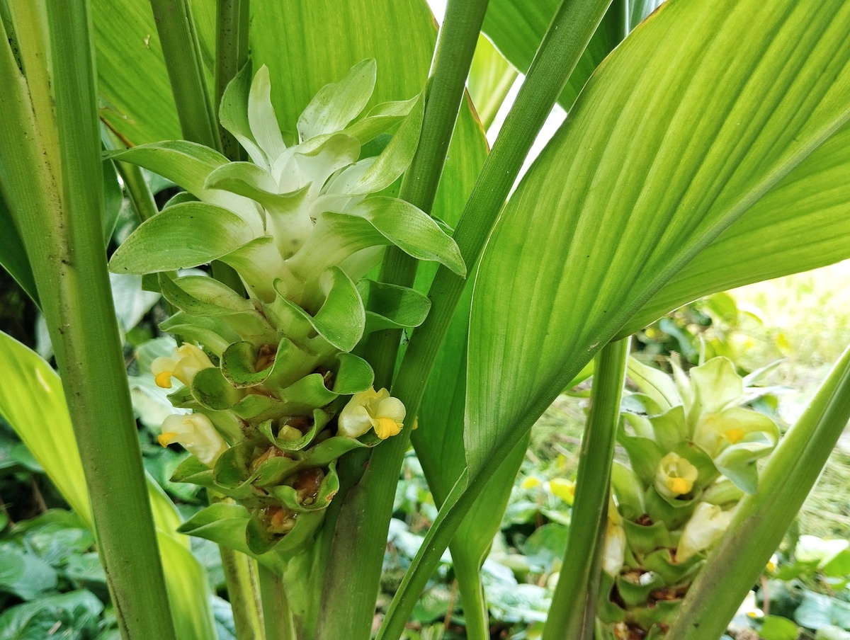 兰花叶子发黄怎么办？400字详细解决方法